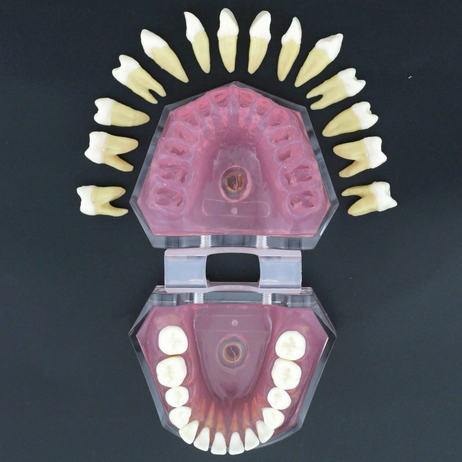 Modelo de Dientes Encías Blandas Desmontable para Enseñanza Dental Ejercicios de Extracción