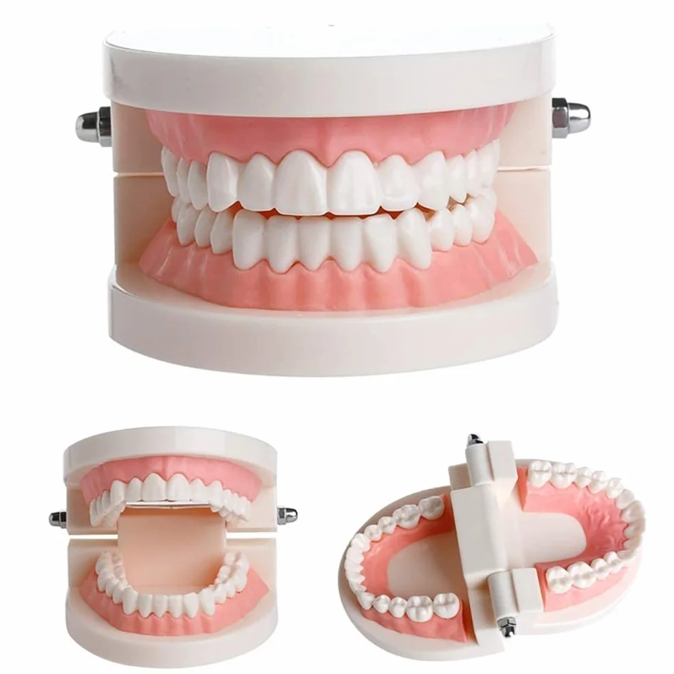 Modelo Dental de Demostración Estándar PVC para Adultos Niños Enseñanza Dental Cuidado Bucal con 2 Cepillo de Dientes