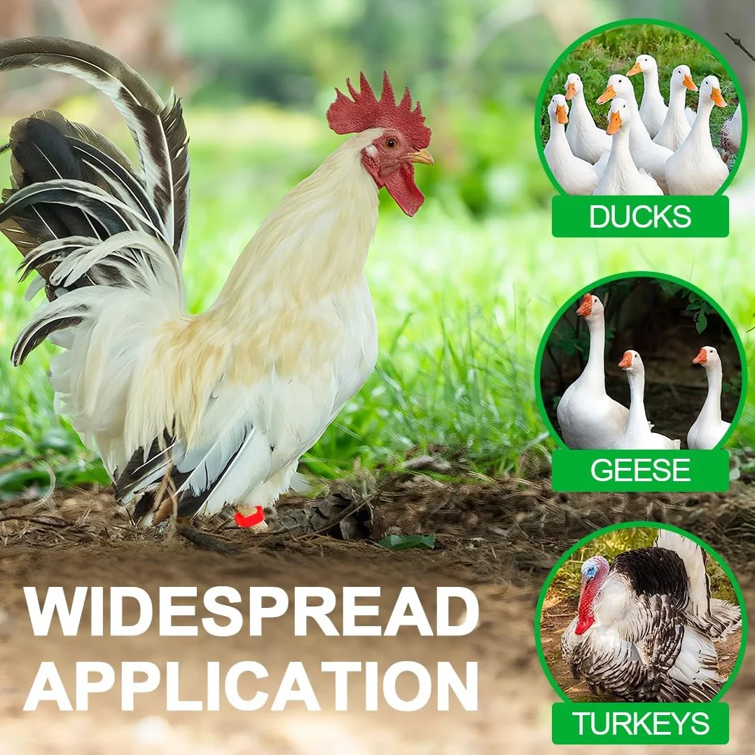 JEYORZY 60 Pcs Gallinas Anillas, Anillo de Pie de Pollo, Anillos de Marcado para Pollos, Gansos, Patos
