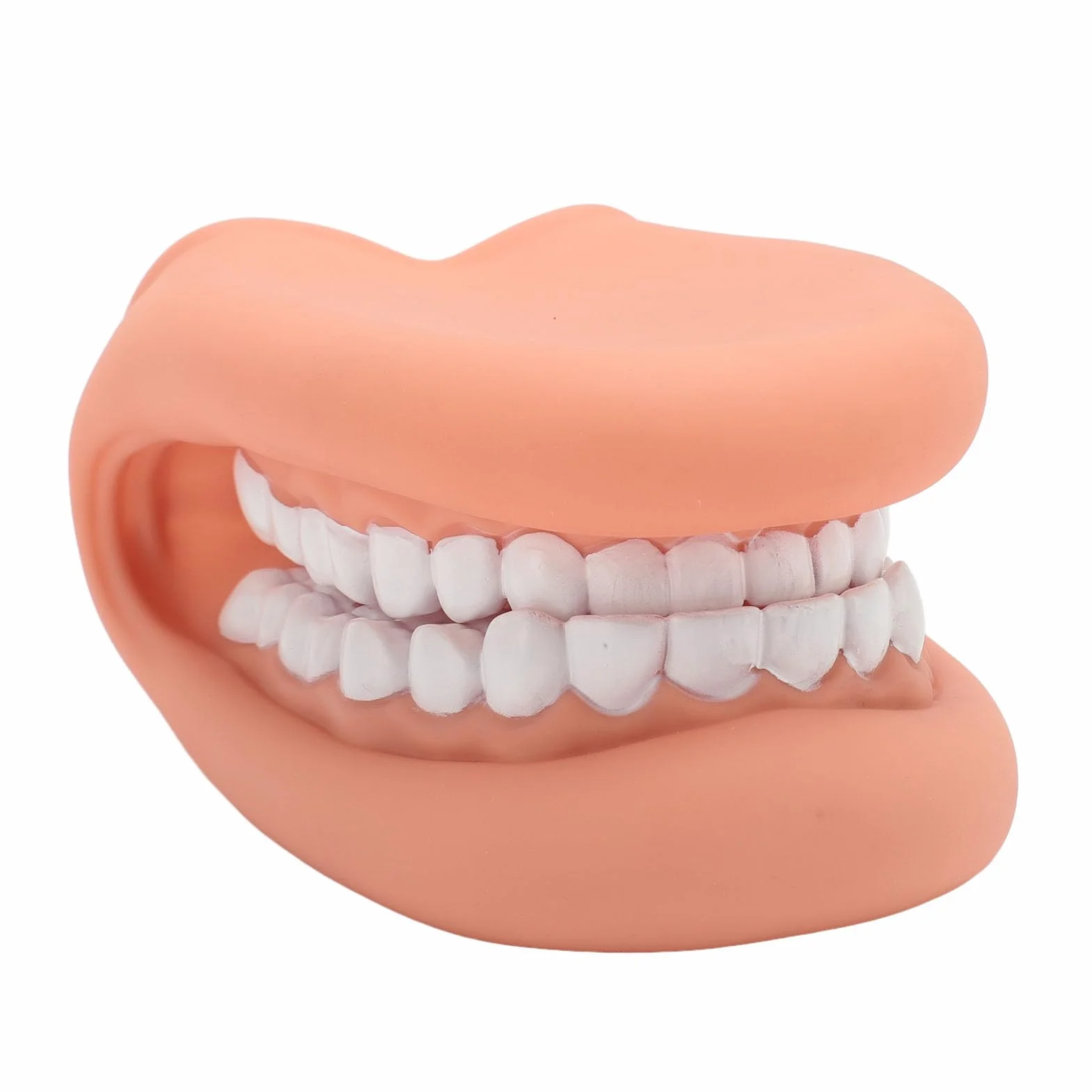Marioneta de Boca de 28 Dientes con Lengua, Modelo de Demostración para Enseñanza de Niños, Silicona Bjorem
