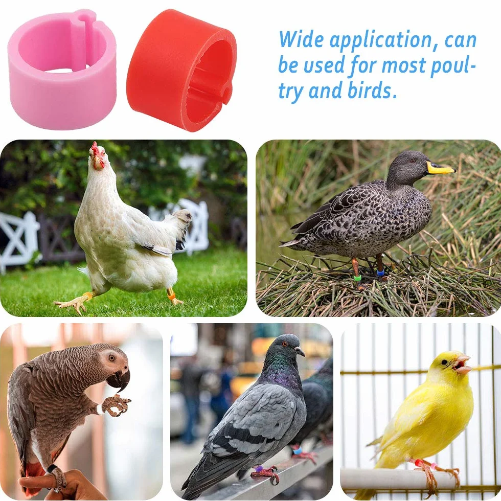 Anillos de Identificación para Aves 200pcs Anillos Pollo Paloma Banda Pierna Color Mezclado