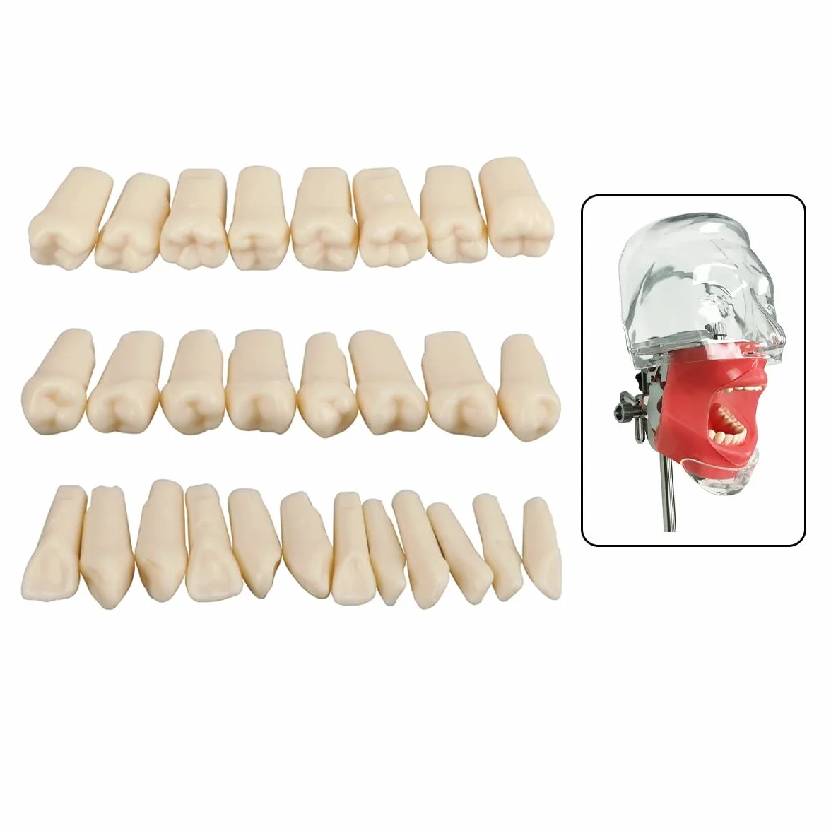 Simulador dental Maniquí Phantom Head Typodont Modelos con dientes extraíbles 28 piezas