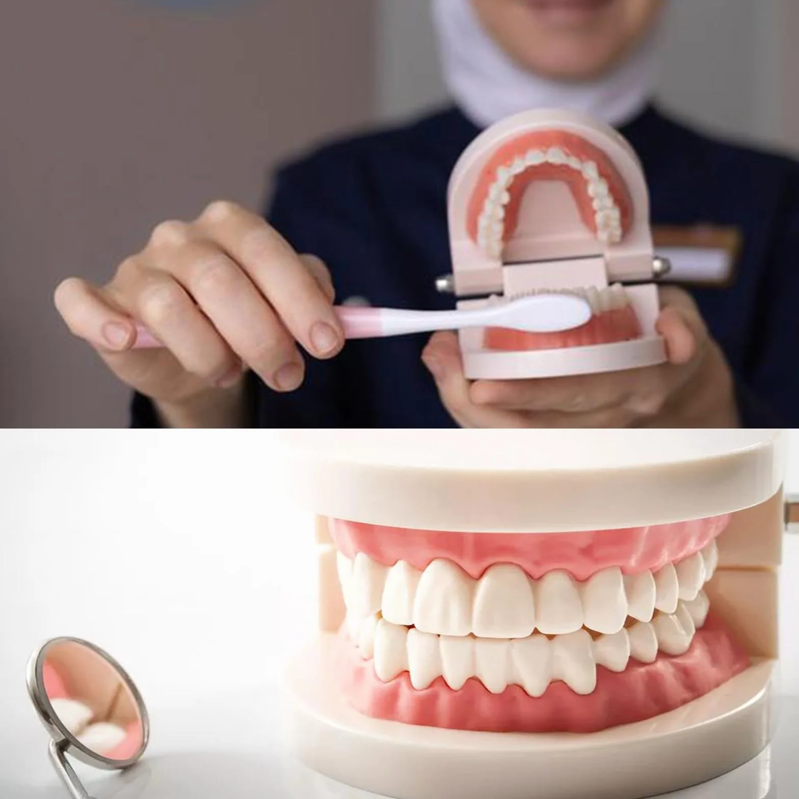 Modelo Dental de Demostración Estándar PVC para Adultos Niños Enseñanza Dental 2Pcs