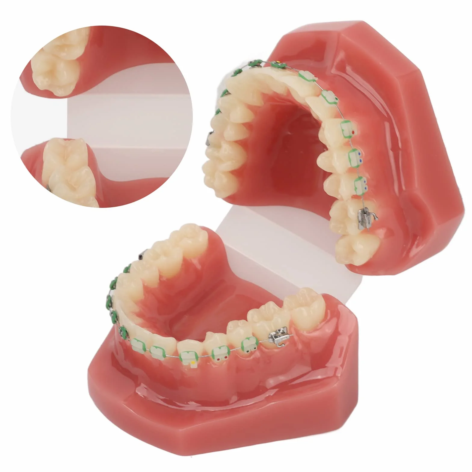 Modelo de Ortodoncia Profesional con Brackets Cerámicos y Metálicos para Enseñanza Odontológica