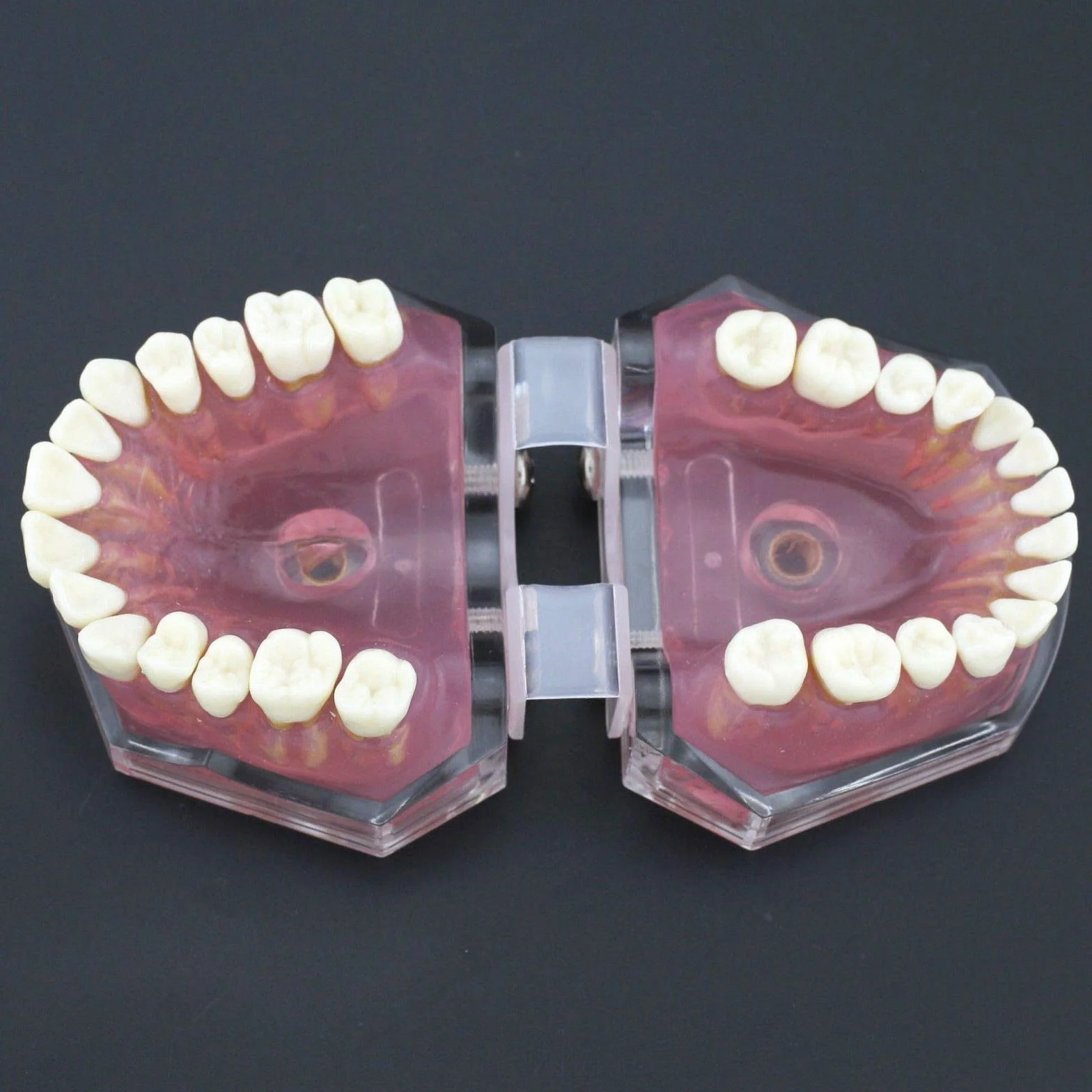 Modelo de Dientes Encías Blandas Desmontable para Enseñanza Dental Ejercicios de Extracción