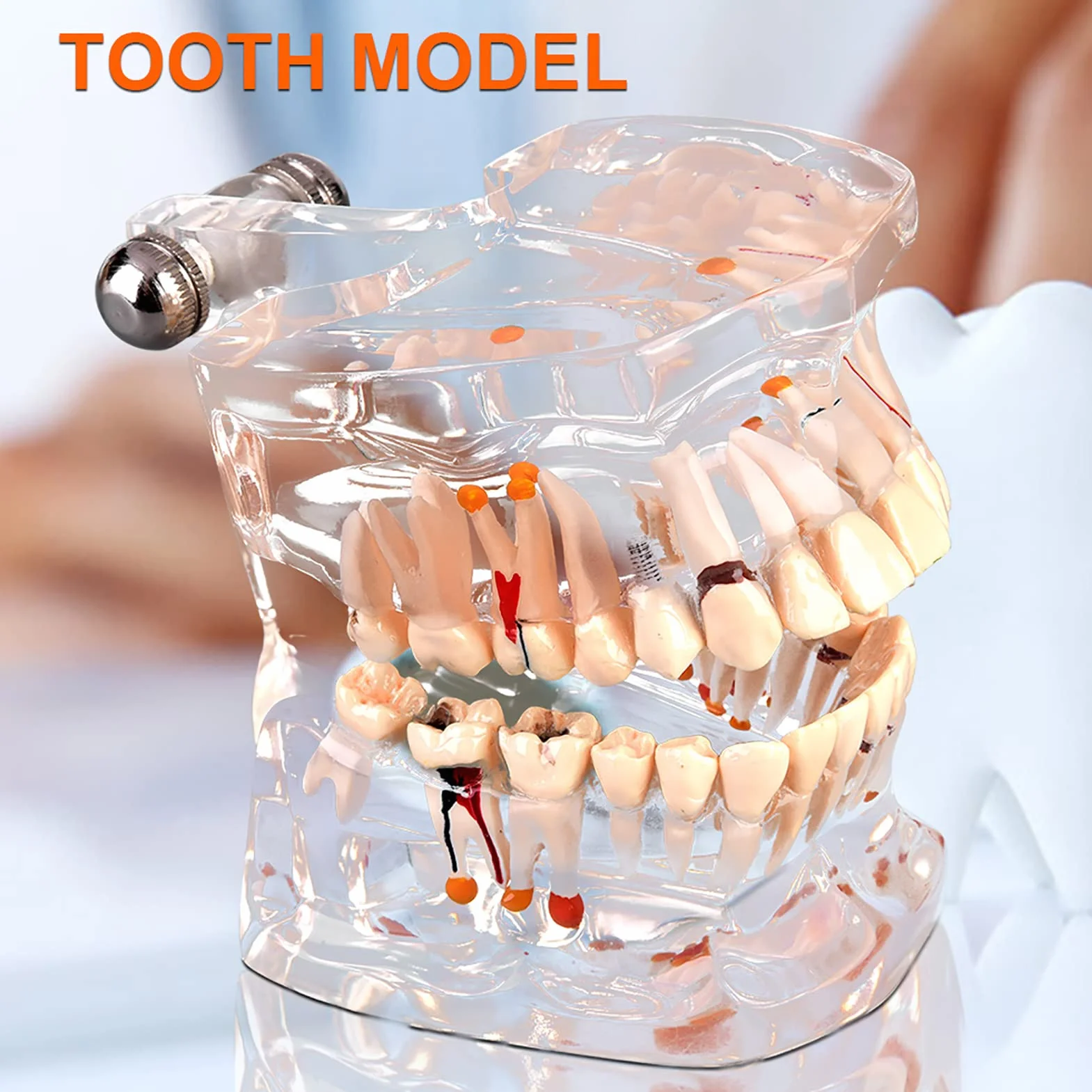 Modelo de Dientes Estándar para Estudiantes de Odontología, Herramienta Educativa Transparente