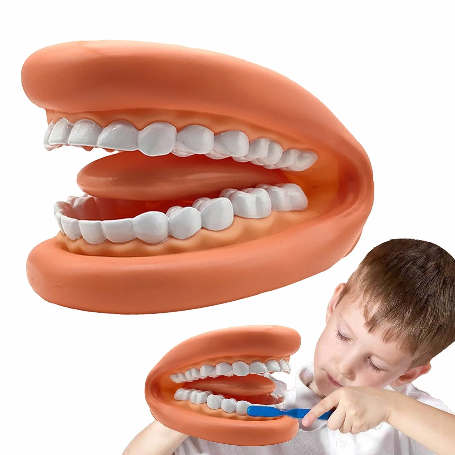 Modelo de dientes educativos portátil realista para aprendizaje niños adultos clases