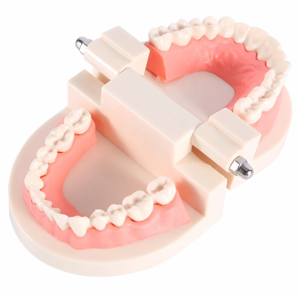 Modelo de Dientes Sanos 28 Dientes para Demostración de Cepillado