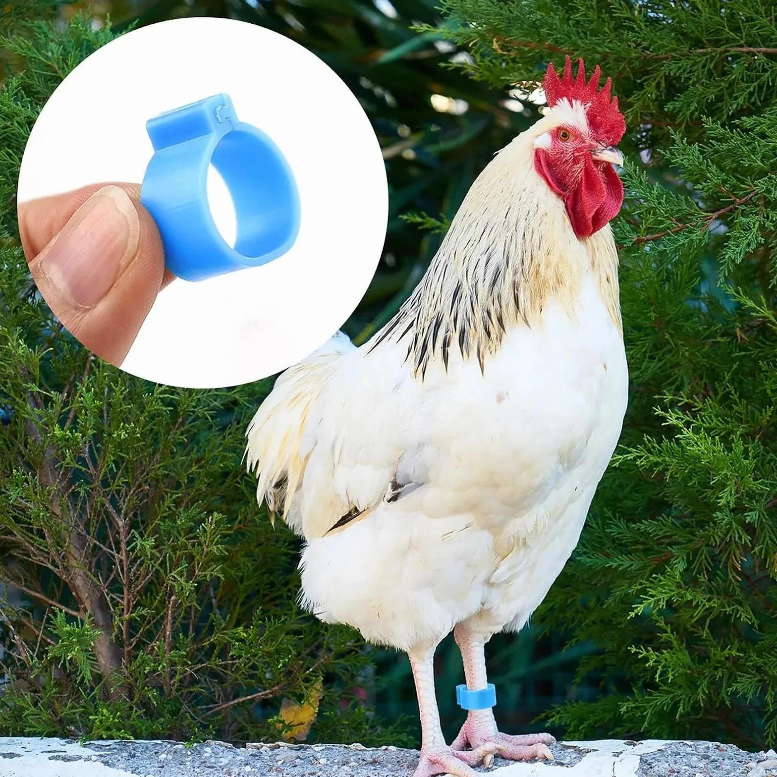 Anillas para Patas de Pollo 16mm - Anillas de Marcaje Transparentes para Gallinas, Gansos y Patos - Anillas Desmontables para Avicultura