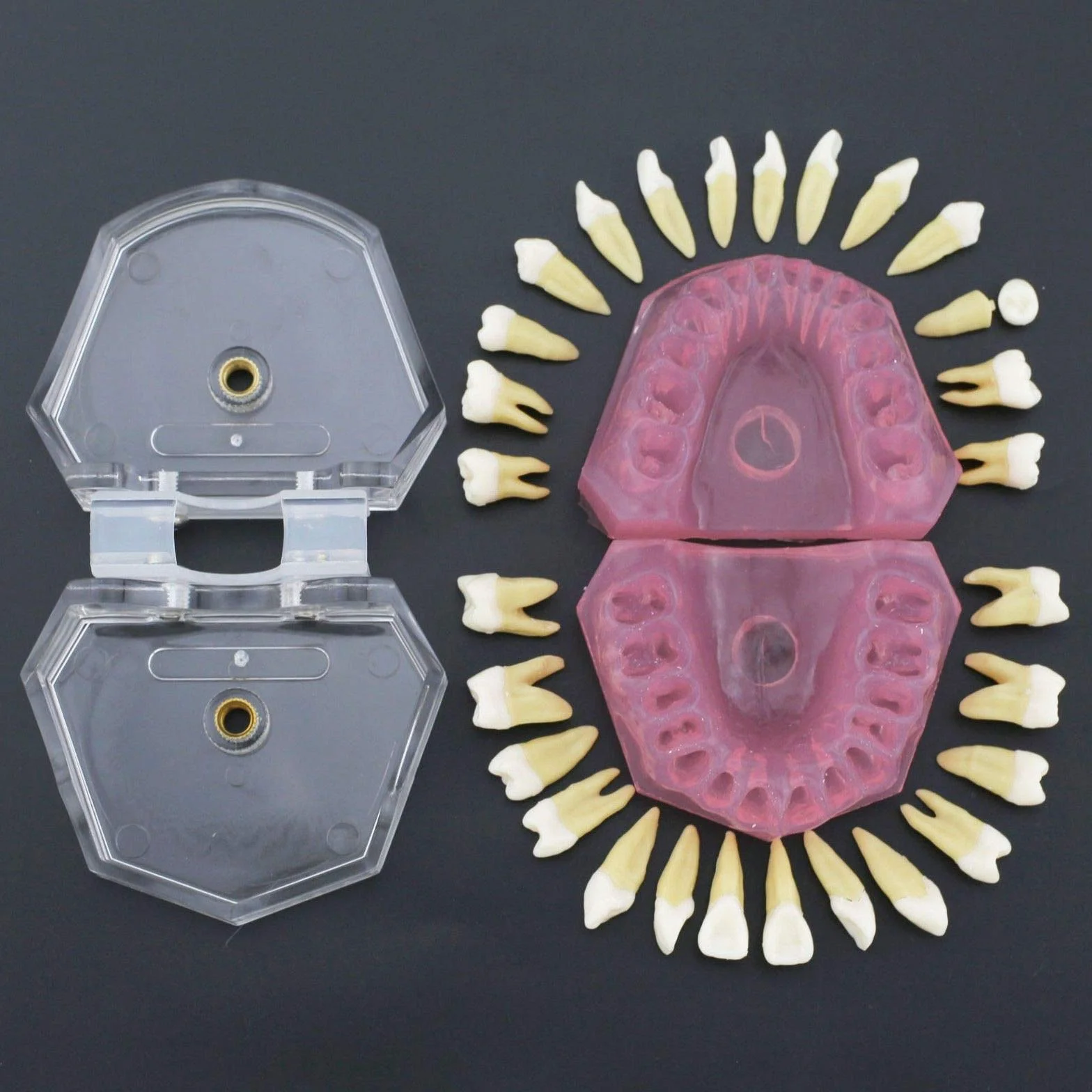 Modelo de Dientes Encías Blandas Desmontable para Enseñanza Dental Ejercicios de Extracción