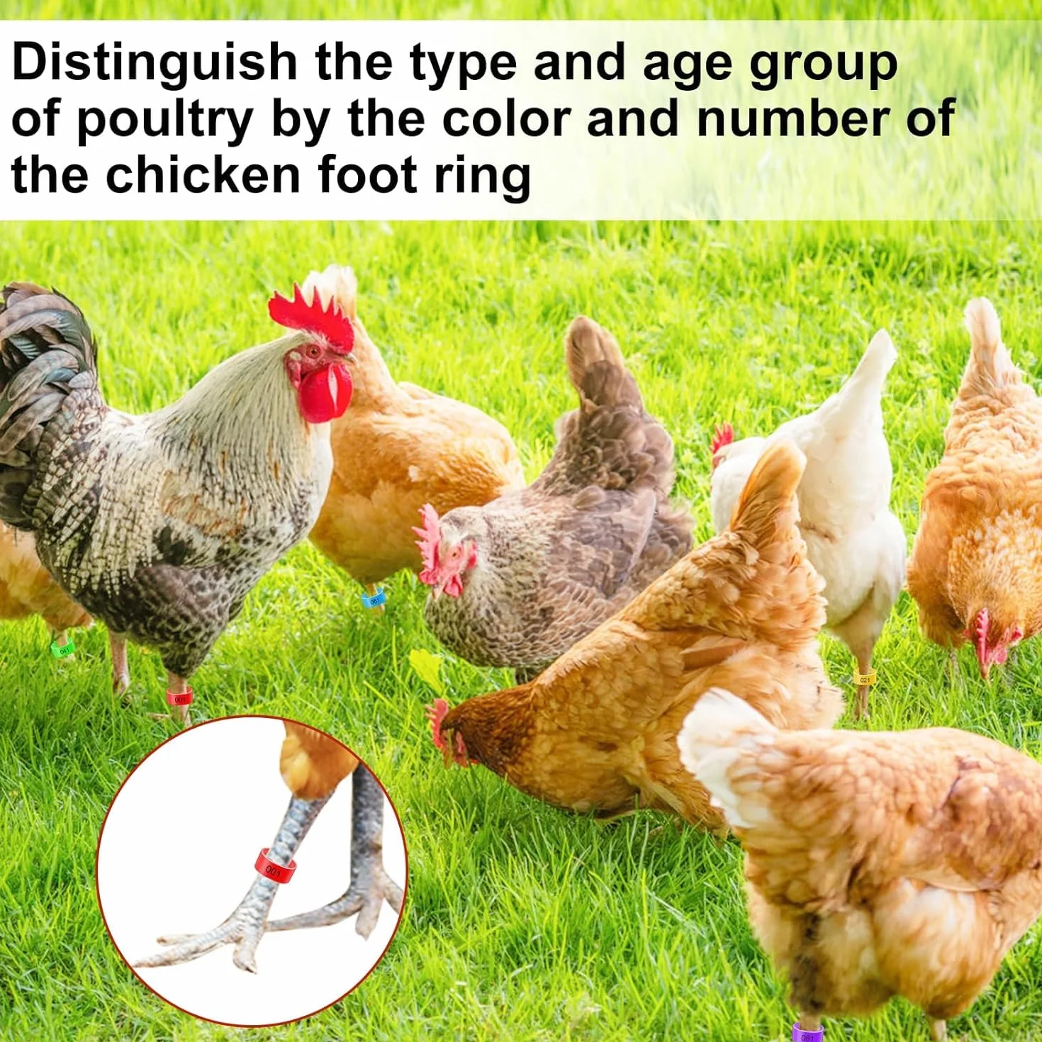 Anillas para Patas de Aves 16mm Multicolor Numeración - Anillos Identificación Gallinas Pavos Patos Gansos Plástico Avicultura