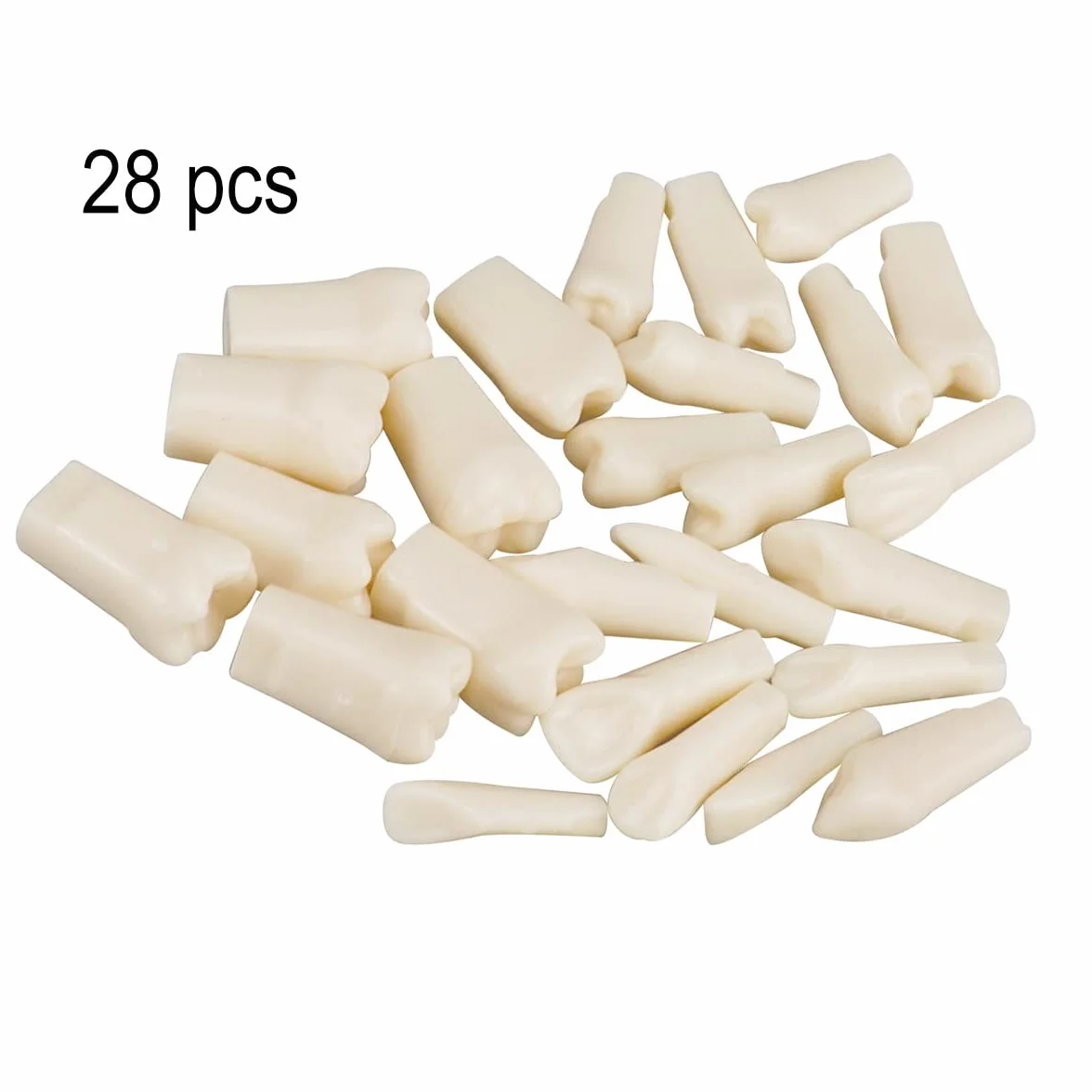 Simulador dental Maniquí Phantom Head Typodont Modelos con dientes extraíbles 28 piezas