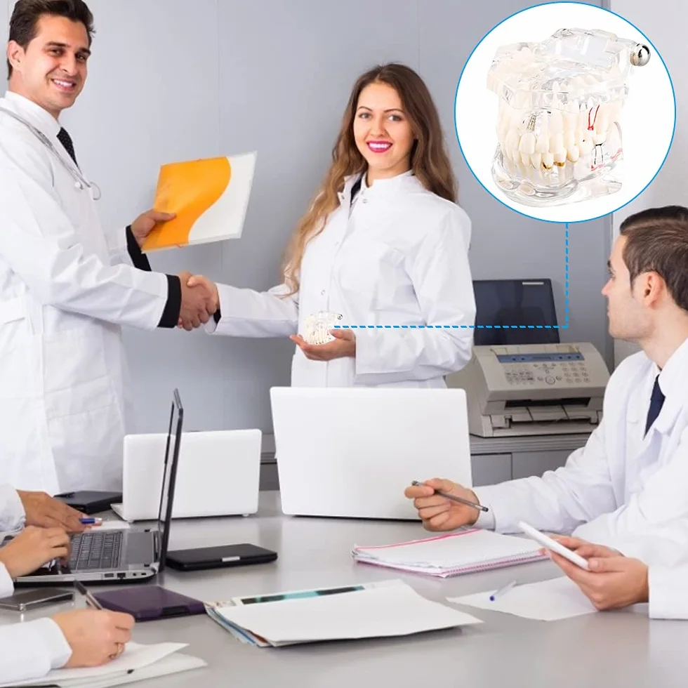 Modelo de Dientes Desmontable Adultos, Implantes Dentales, Enfermedad Transparente, Patología de Enseñanza