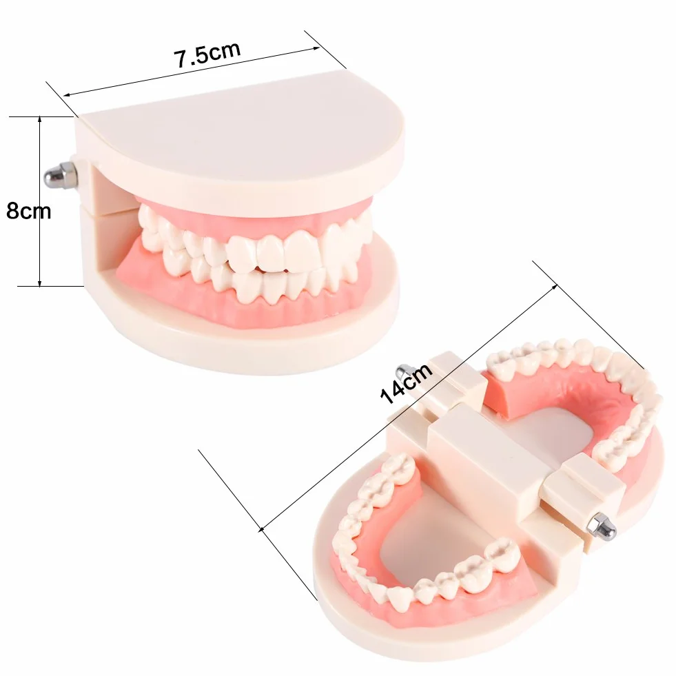 Modelo de Dientes Sanos 28 Dientes para Demostración de Cepillado
