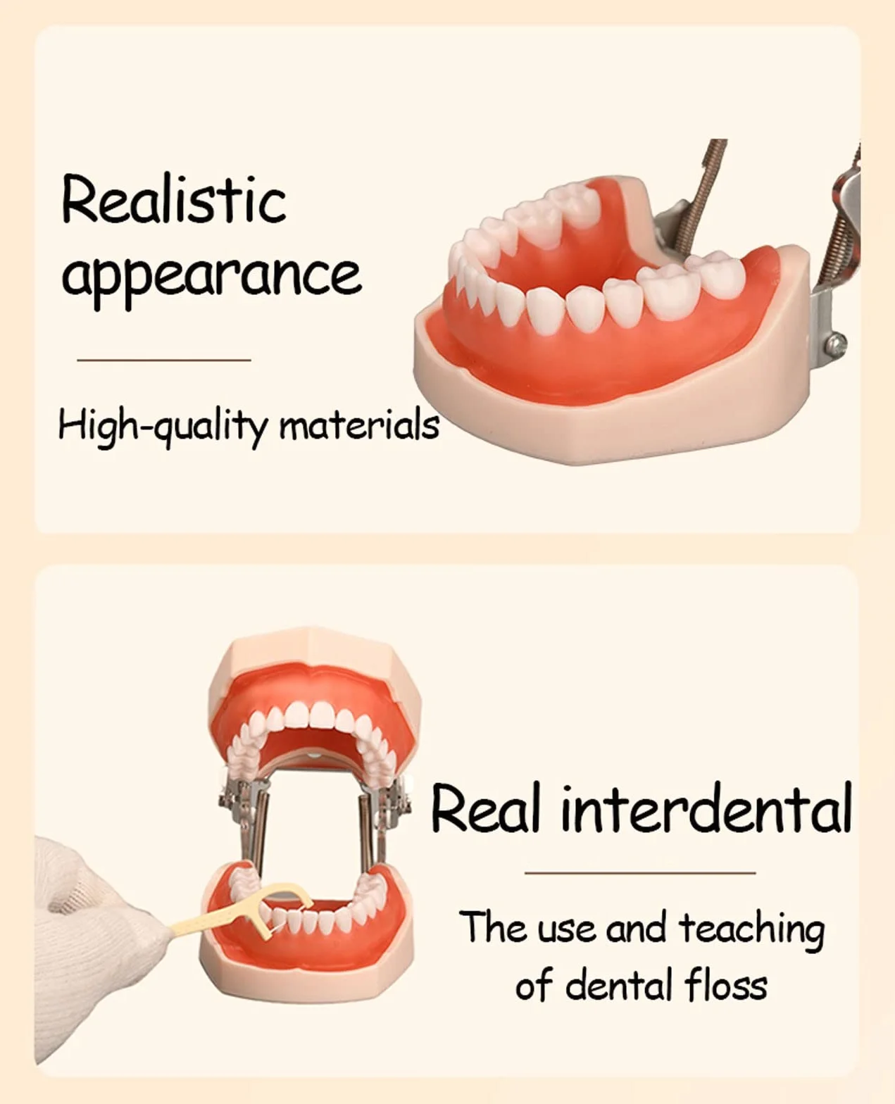 Modelo de Dientes Estándar Dental de Enseñanza con 28/32 Dientes de Resina Extraíbles