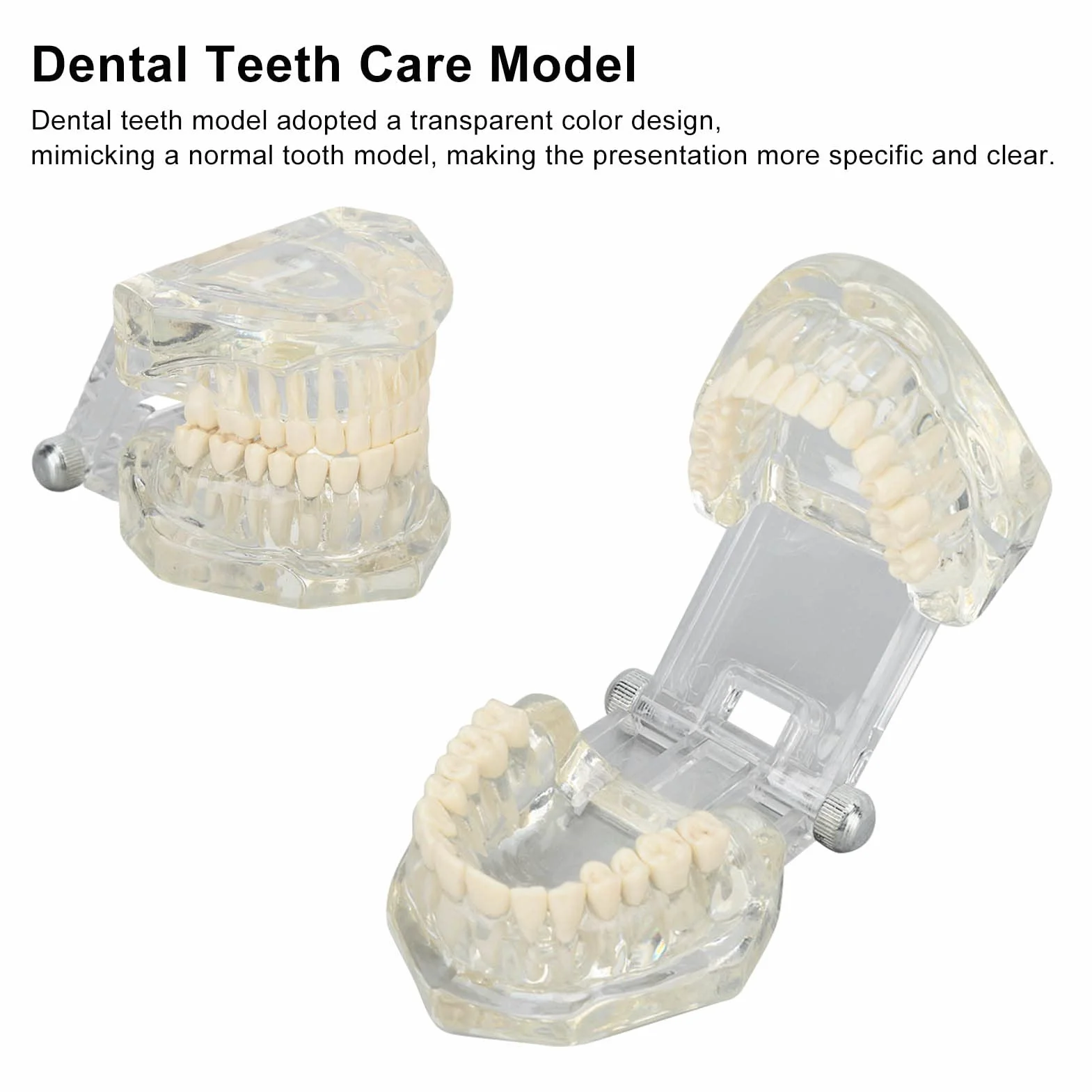 Tipodonto Oral Dental Modelo Educativo De Dientes De Estructura Clara Estándar Para Dentistas Profesores Estudiantes
