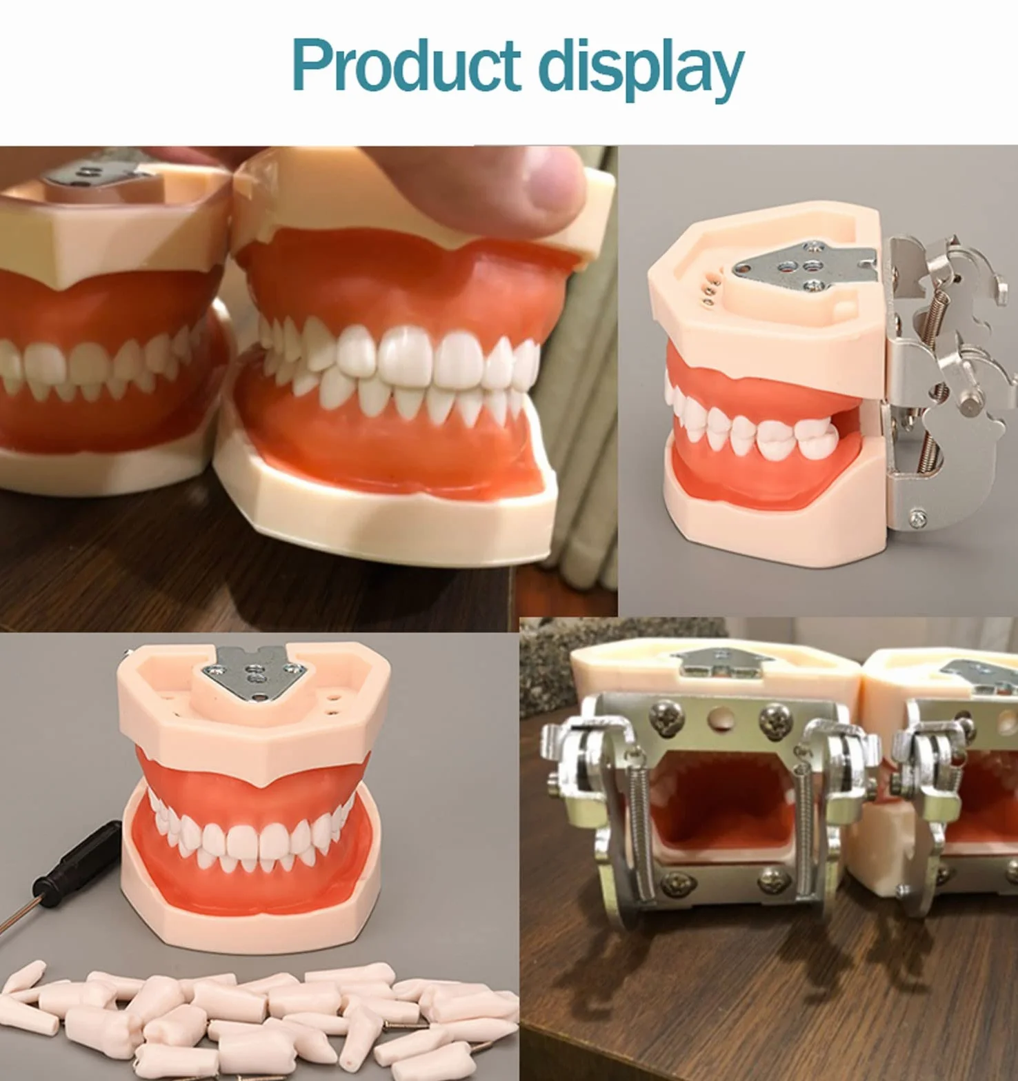 Modelo de Dientes Estándar Dental de Enseñanza con 28/32 Dientes de Resina Extraíbles