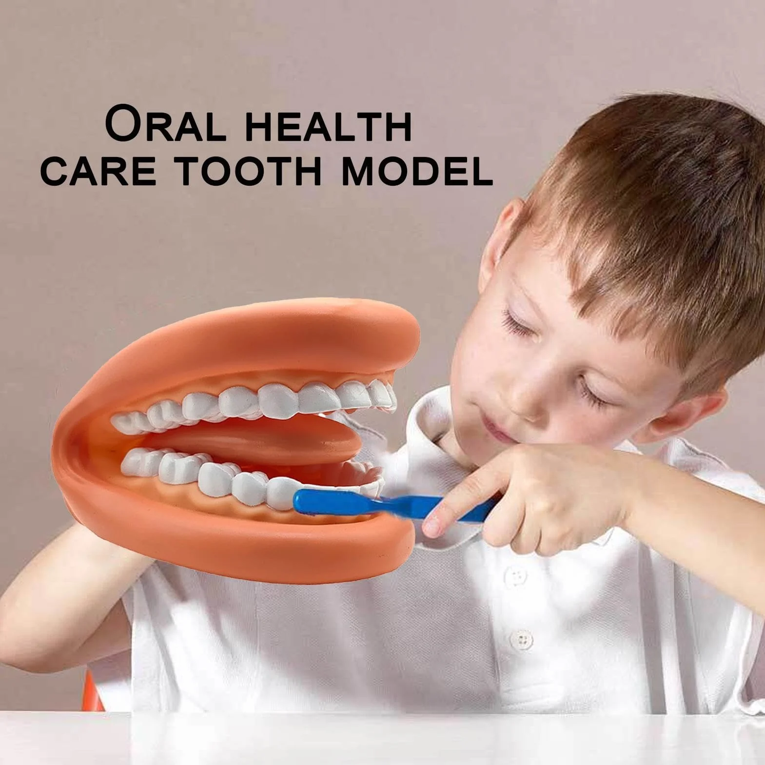 Modelo de Dientes Falsos Portátiles Educativos para Aprendizaje Práctico