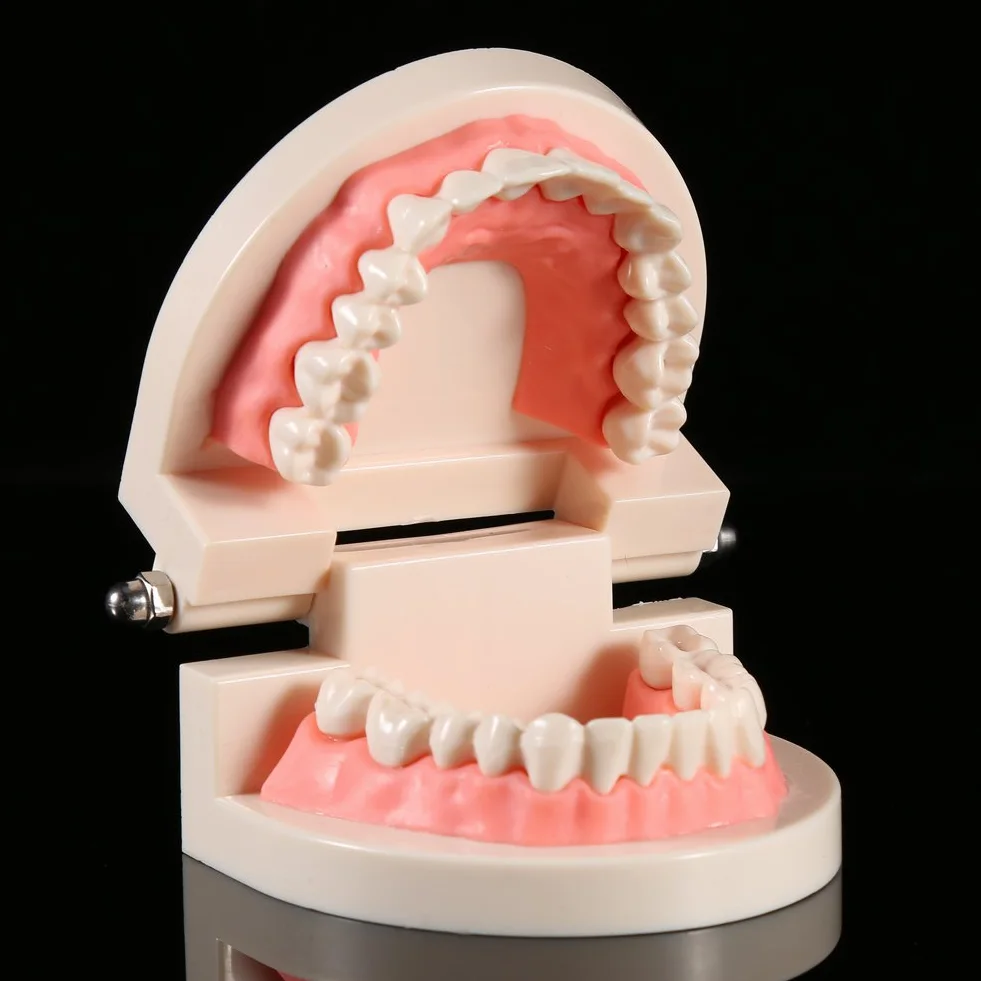 Modelo de Dientes Sanos 28 Dientes para Demostración de Cepillado