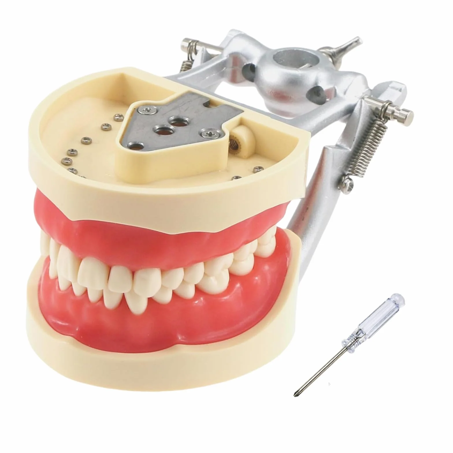 Modelo dental tipodonto 32 piezas dientes removibles compatibles Kilgore Nissin 200 enseñanza