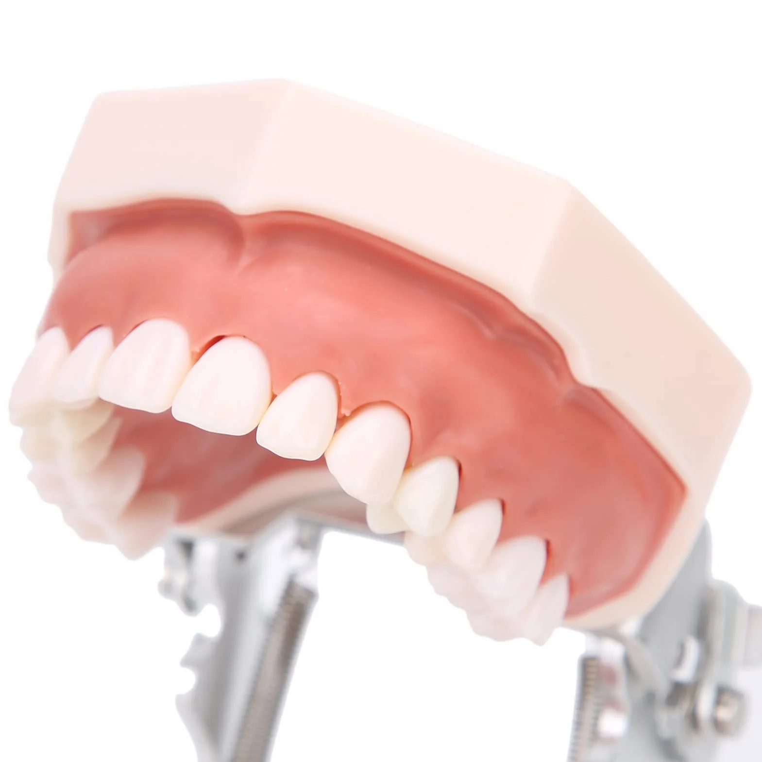 Modelo de dientes estándar de enseñanza con destornillador para práctica de tipodonto
