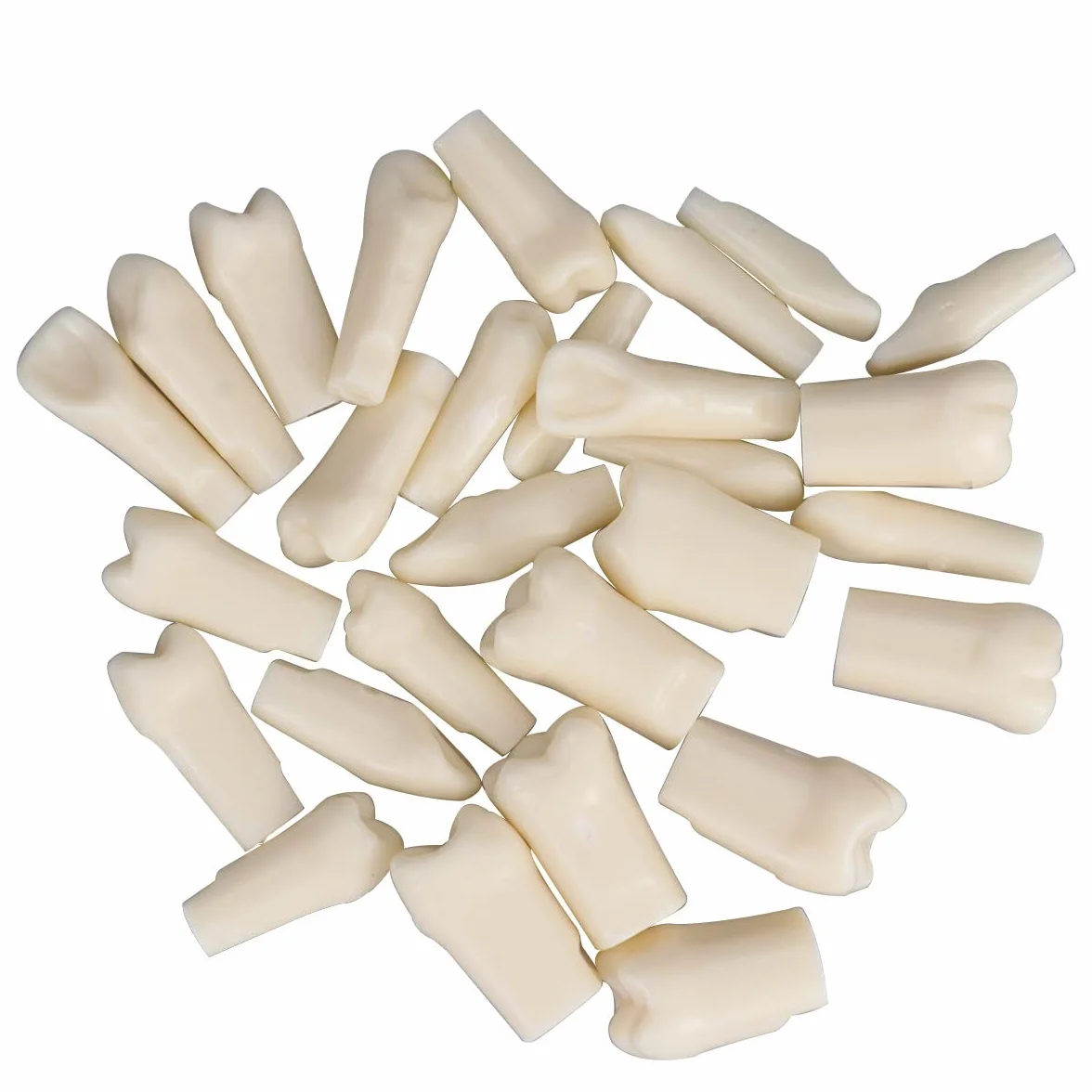 Simulador dental Maniquí Phantom Head Typodont Modelos con dientes extraíbles 28 piezas