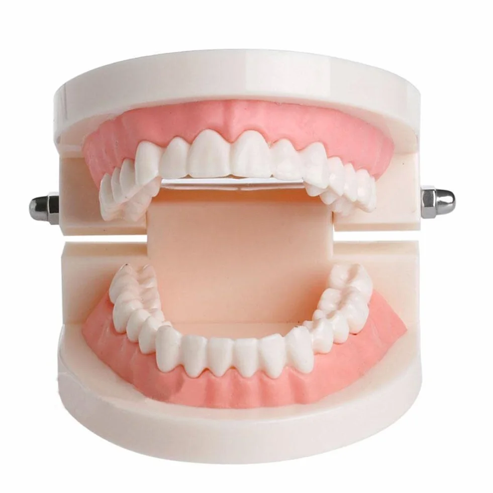 Modelo de Demostración Dental de Dientes Para Enseñanza o Cuidado Bucal