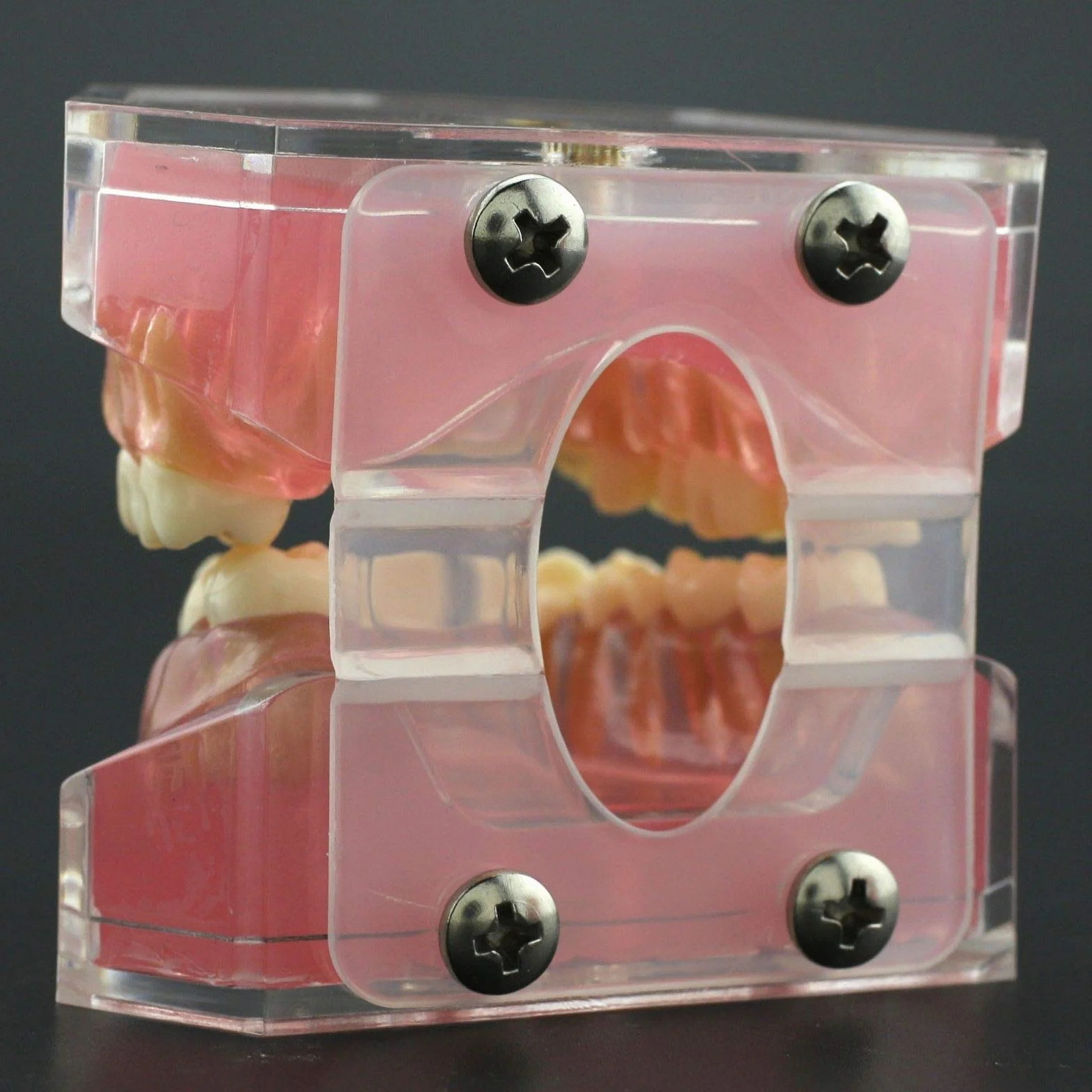 Modelo de Dientes Encías Blandas Desmontable para Enseñanza Dental Ejercicios de Extracción