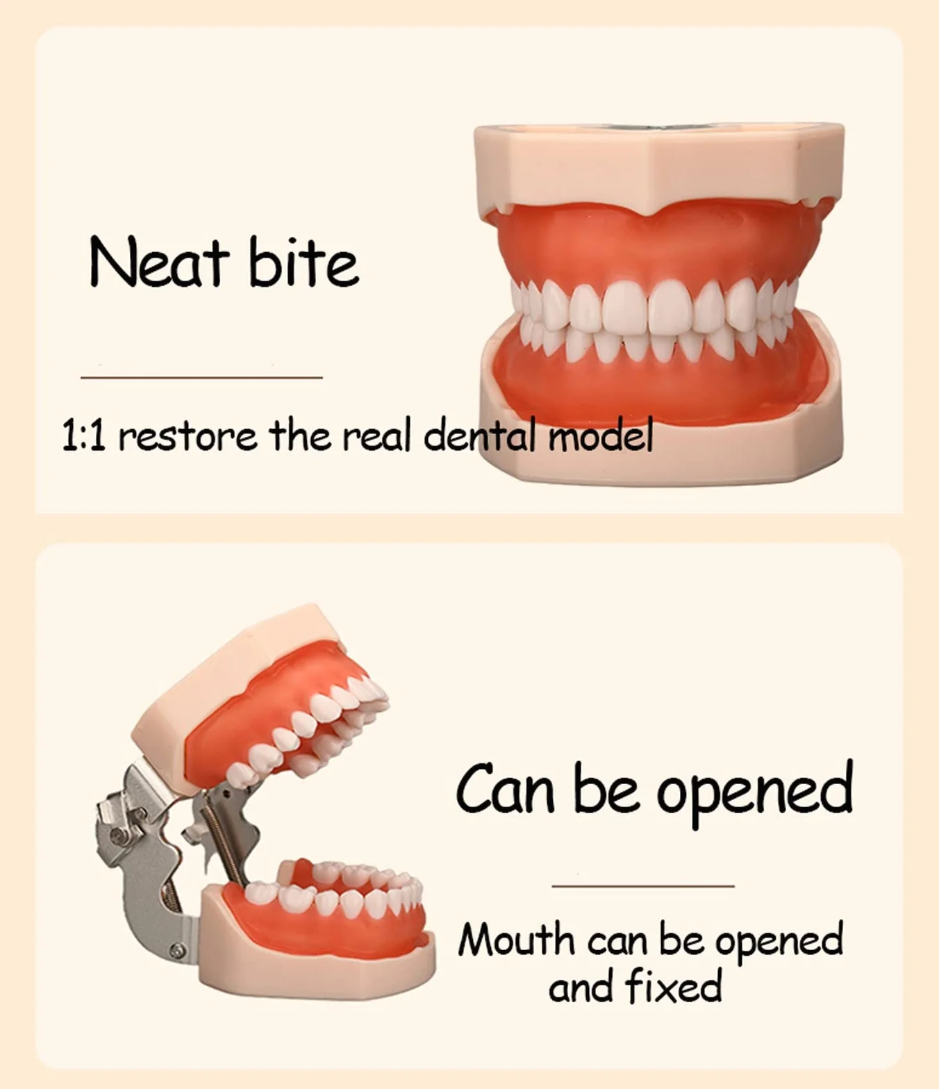 Modelo de Dientes Estándar Dental de Enseñanza con 28/32 Dientes de Resina Extraíbles
