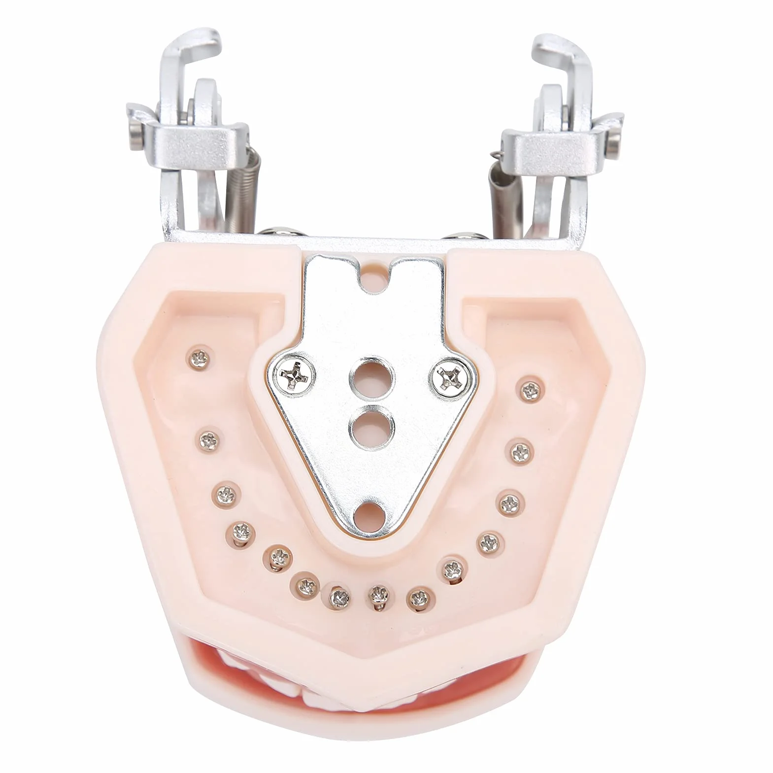 Modelo de dientes estándar de enseñanza con destornillador para práctica de tipodonto