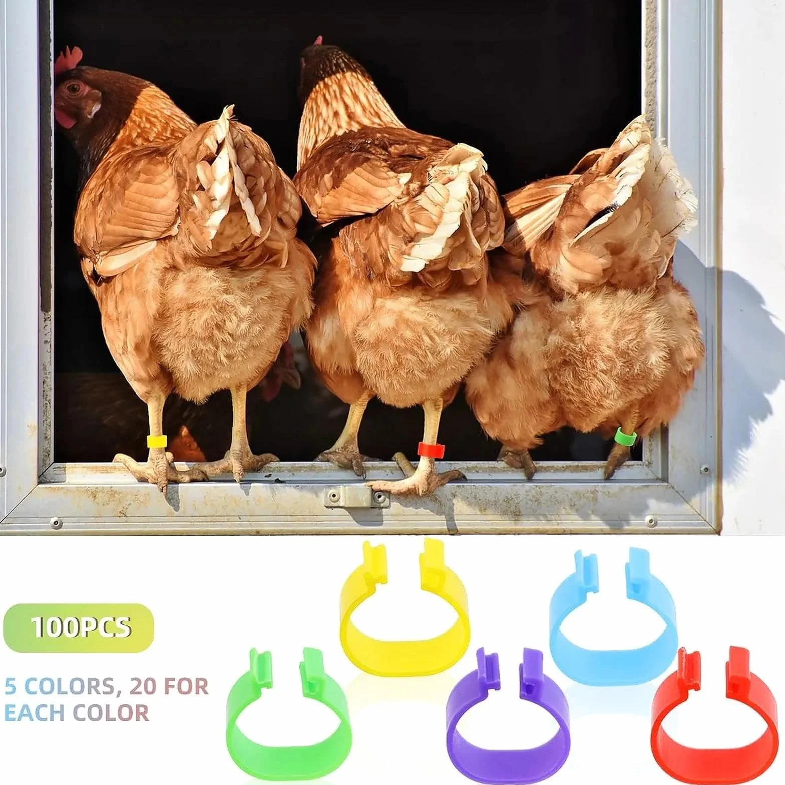 Anillas para Patas de Pollo 16mm - Anillas de Marcaje Transparentes para Gallinas, Gansos y Patos - Anillas Desmontables para Avicultura