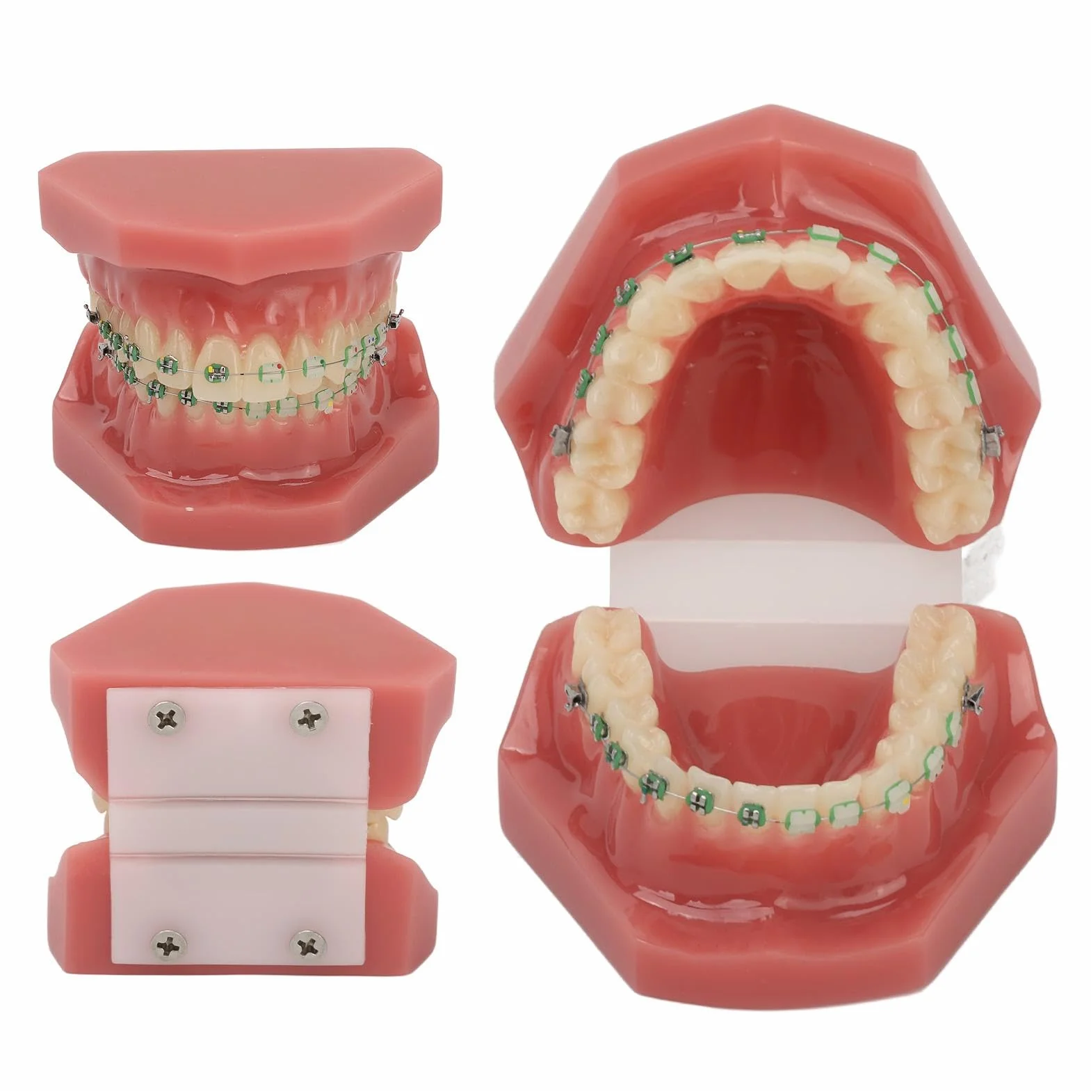 Modelo de Ortodoncia Profesional con Brackets Cerámicos y Metálicos para Enseñanza Odontológica