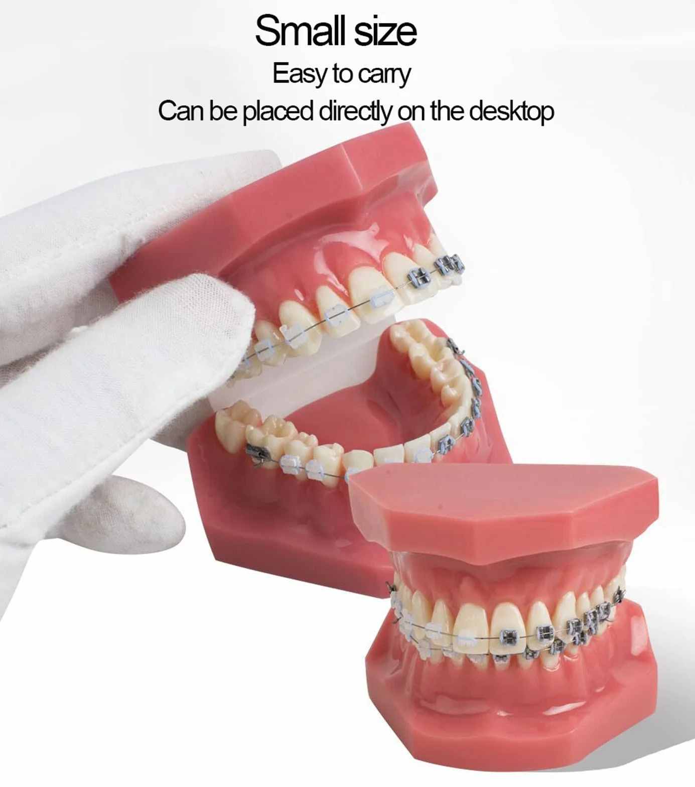 Modelo de Dientes Dentales de Ortodoncia con Brackets Cerámicos y Metálicos para Enseñanza Odontológica