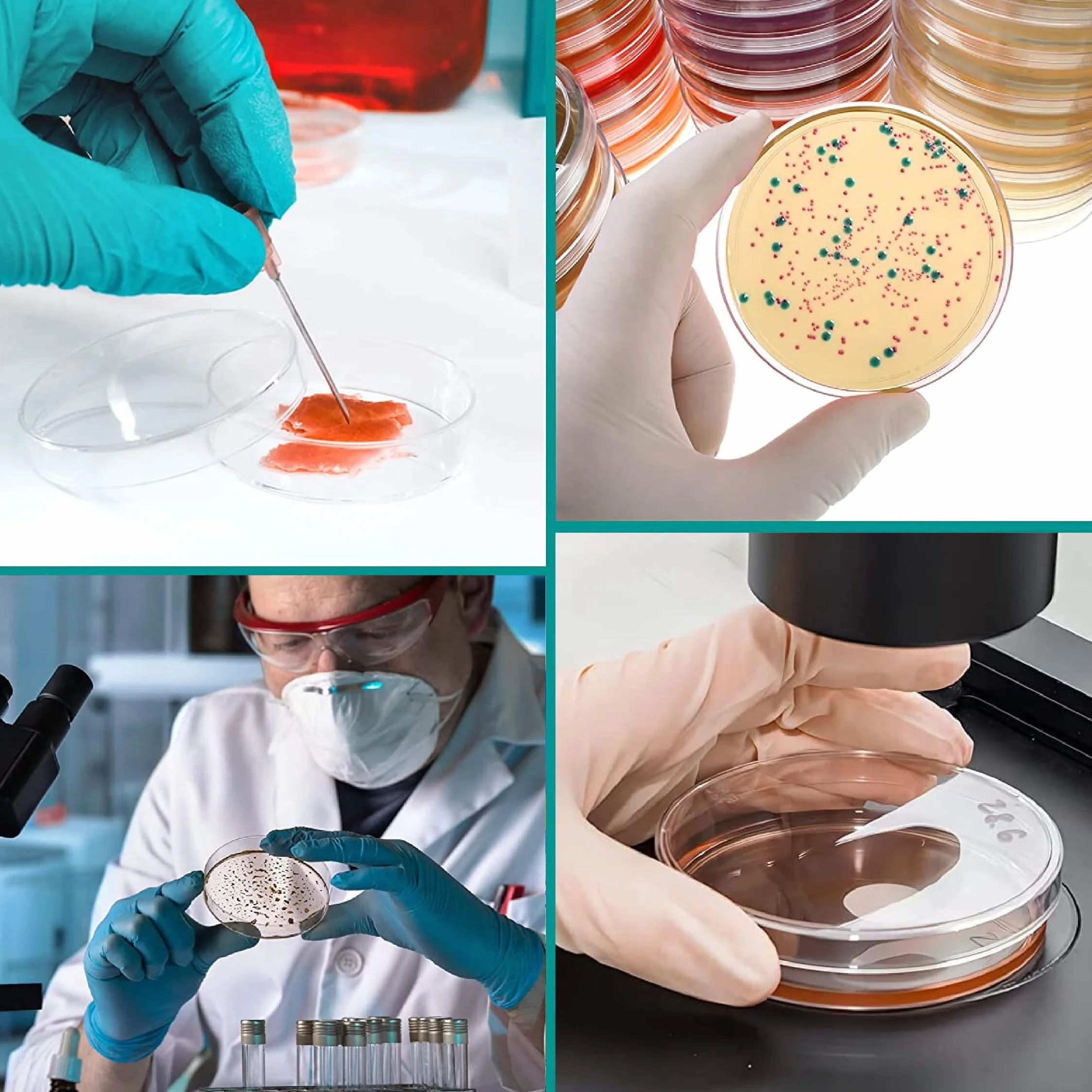 Placa De Petri De Plástico 70MM, 10 Pipetas de Transferencia, Para Cultivo