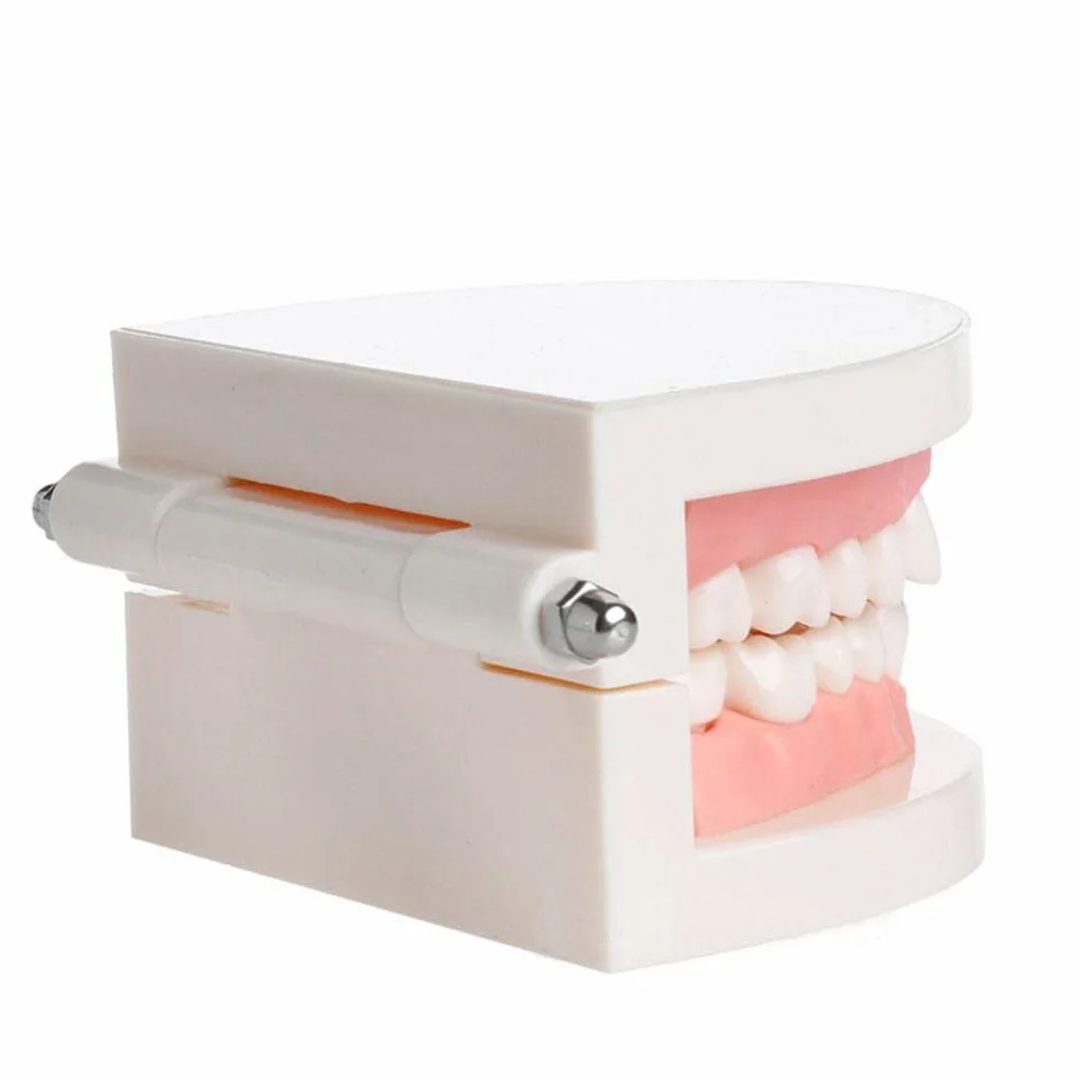 Modelo de Demostración Dental de Dientes Para Enseñanza o Cuidado Bucal