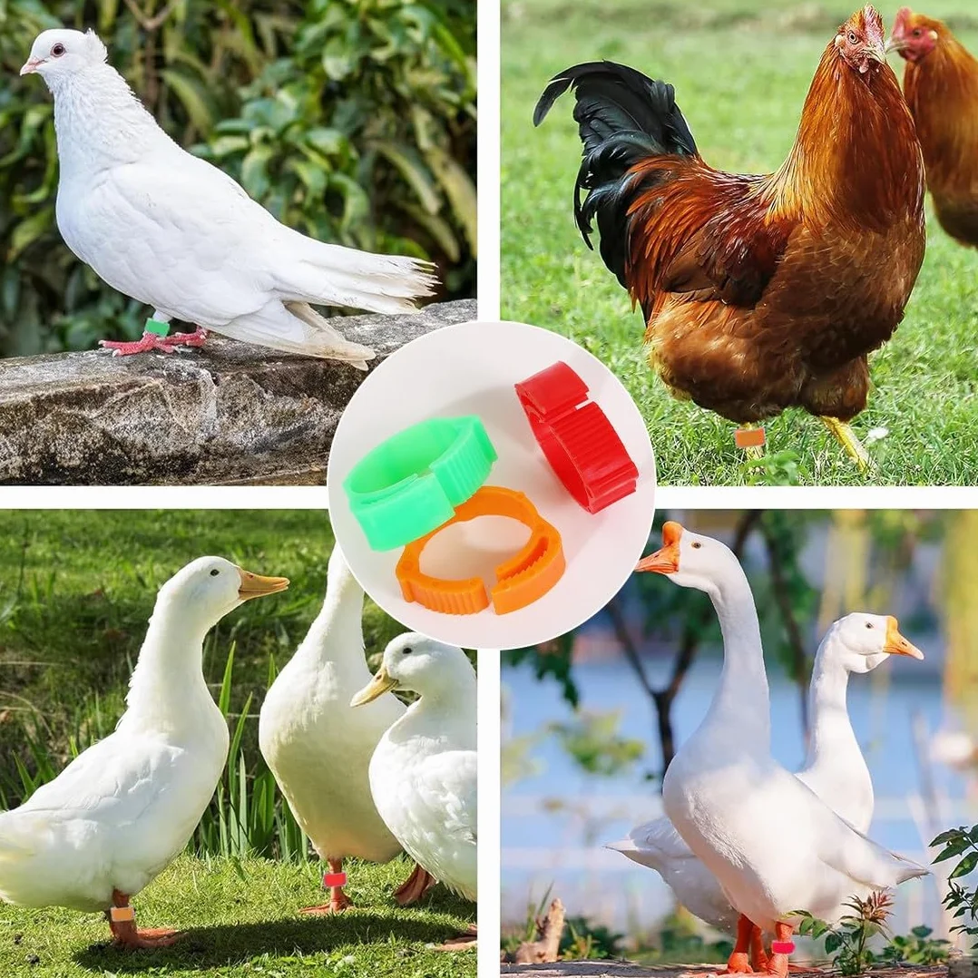 JEYORZY 60 Piezas Anillas para Gallinas, Anillos de Marcado para Pollos, Gansos, Patos