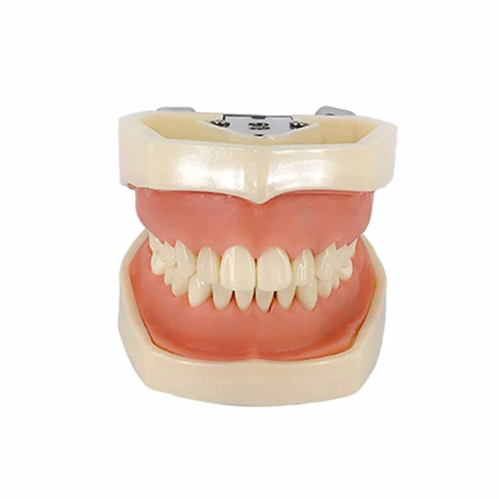 Modelo Dental Tipodonto Estándar 28 Dientes Goma Blanda Demostración Docente