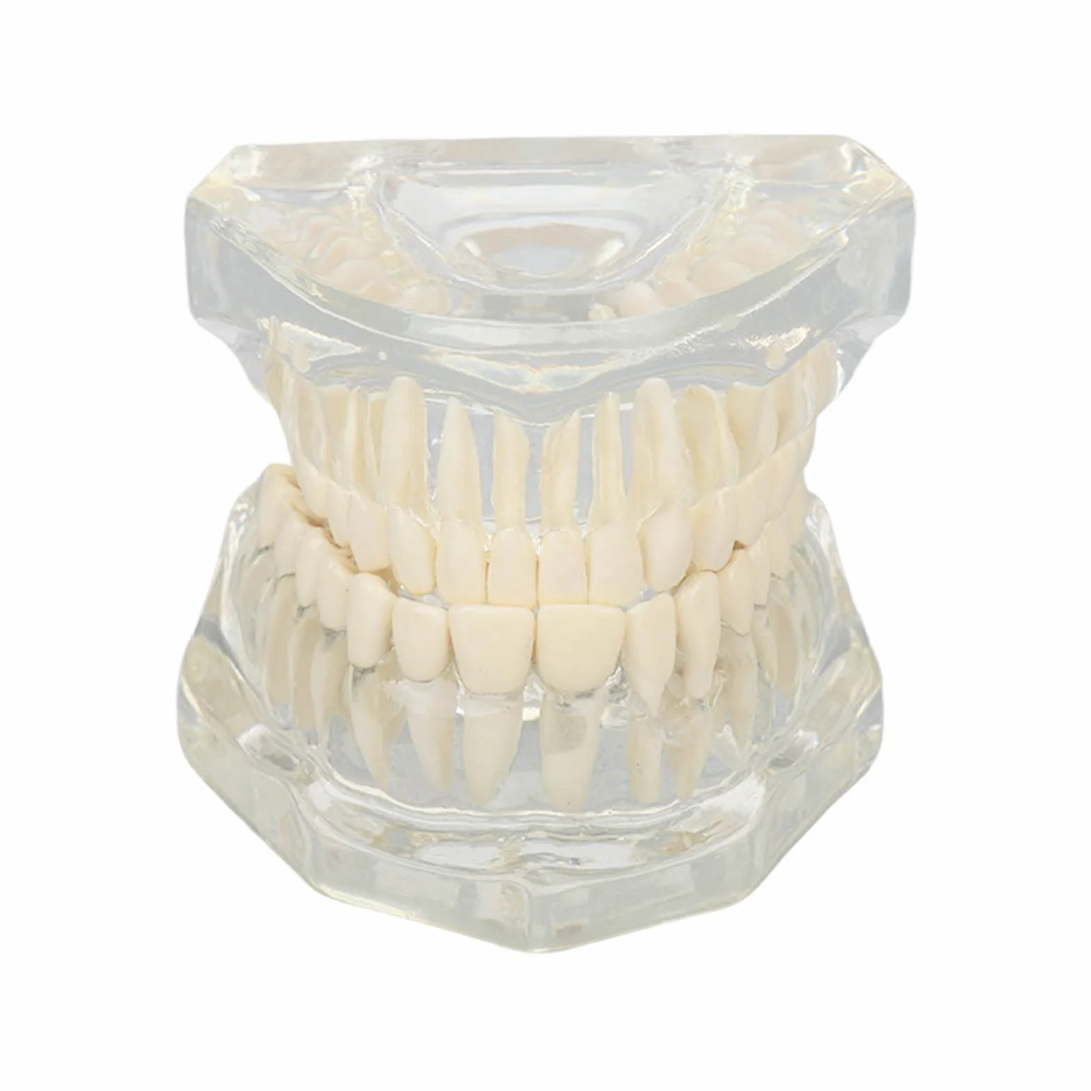 Tipodonto Oral Dental Modelo Educativo De Dientes De Estructura Clara Estándar Para Dentistas Profesores Estudiantes