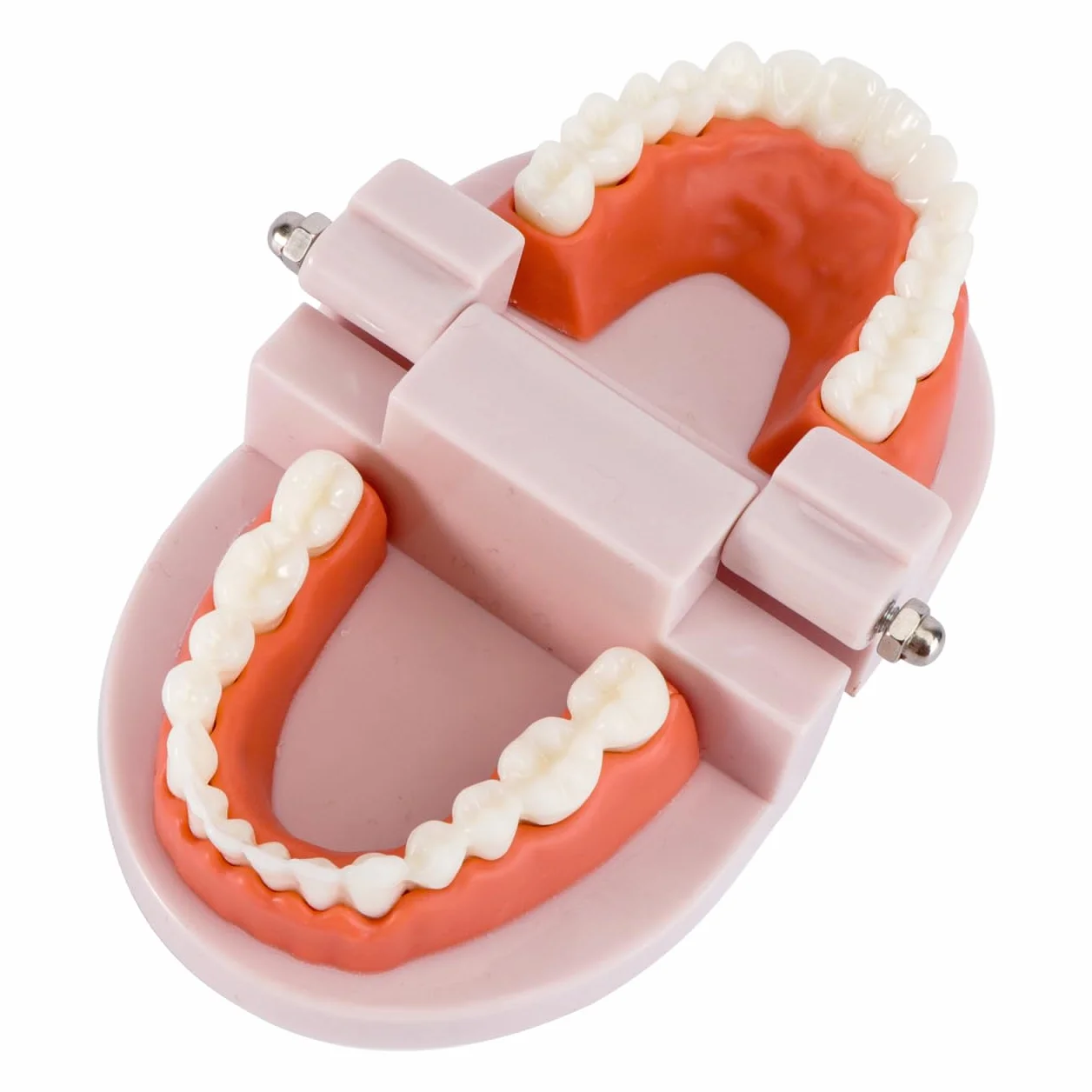 VALICLUD Modelo De Dientes Estándar Dental Herramienta Didáctica Plástico Ecológico 3D 3.62X2.95X2.00In