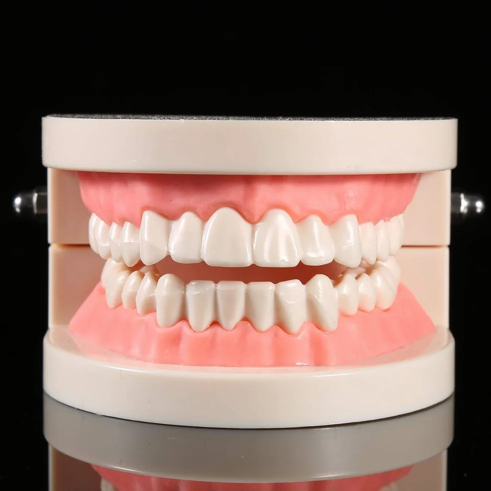 Modelo de Dientes Sanos 28 Dientes para Demostración de Cepillado