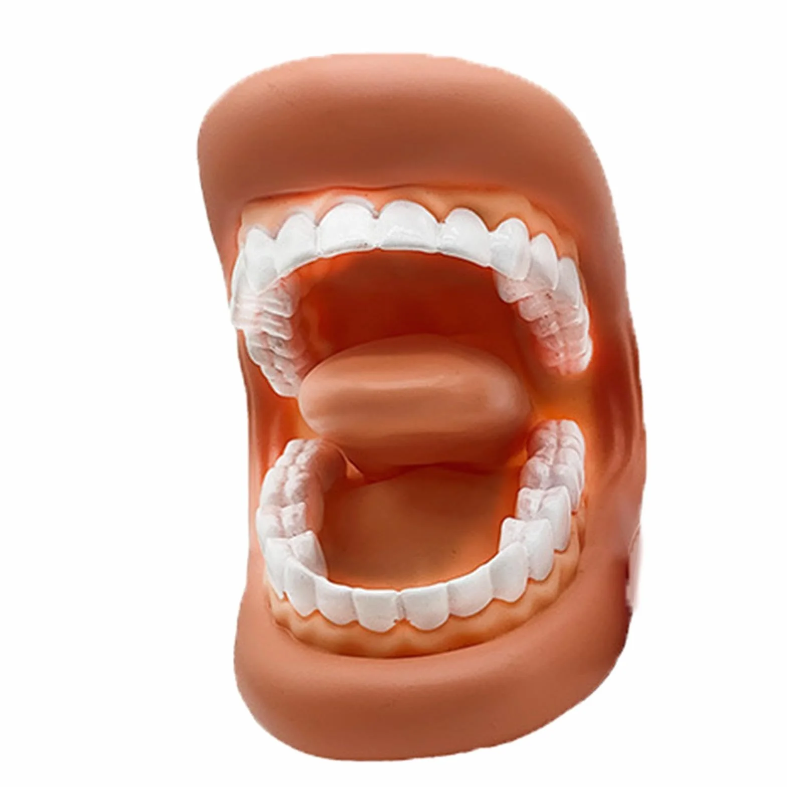 Modelo de dientes educativos portátil realista para aprendizaje niños adultos clases
