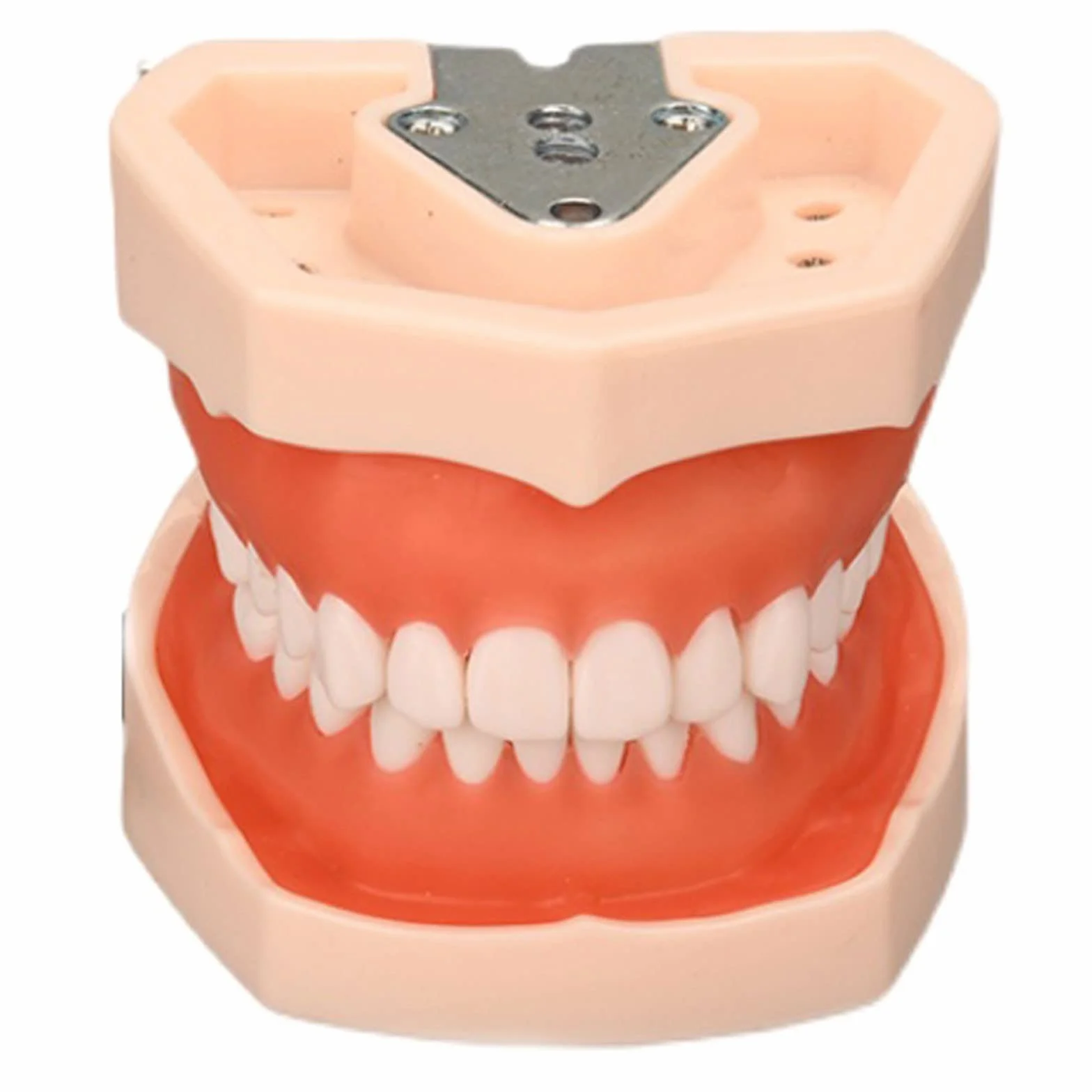 Modelo de Dientes Estándar Dental de Enseñanza con 28/32 Dientes de Resina Extraíbles