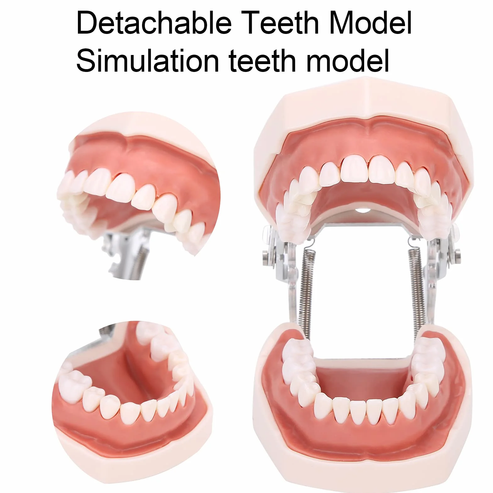 Modelo de dientes estándar de enseñanza con destornillador para práctica de tipodonto