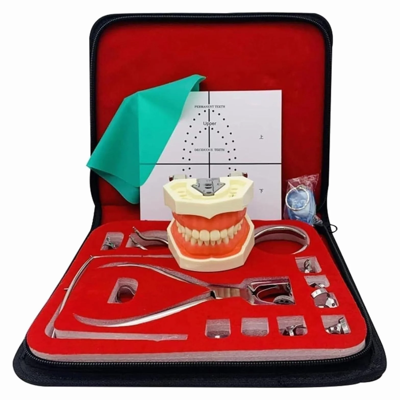 Modelo anatómico humano kit de dique de goma para endodoncia dental con marcos de abrazaderas