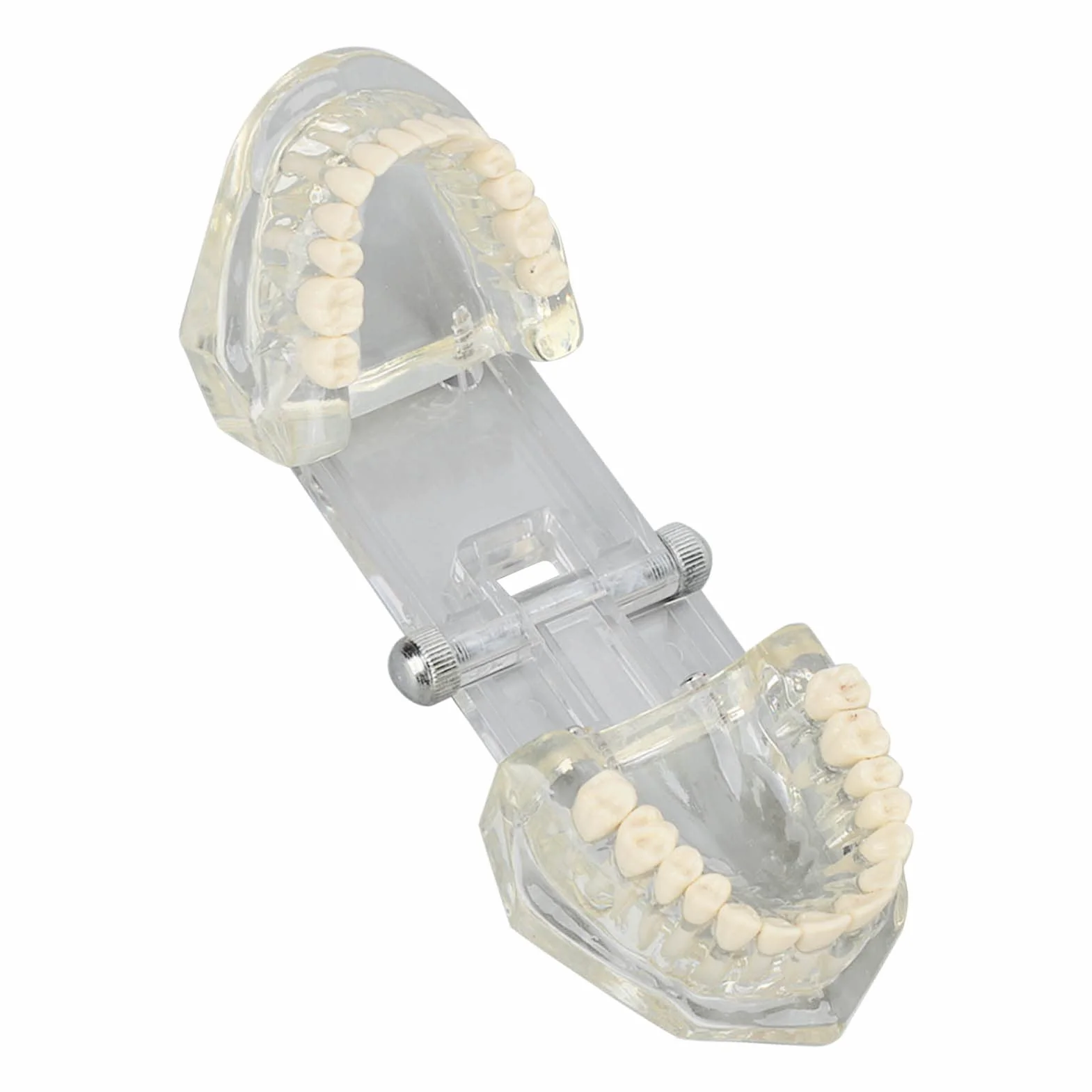 Tipodonto Oral Dental Modelo Educativo De Dientes De Estructura Clara Estándar Para Dentistas Profesores Estudiantes