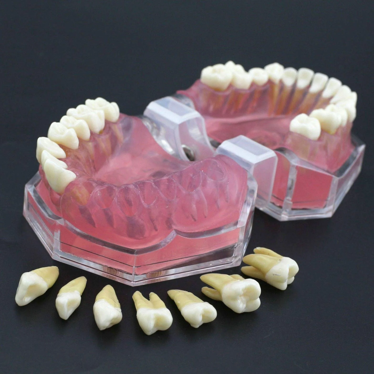 Modelo de Dientes Encías Blandas Desmontable para Enseñanza Dental Ejercicios de Extracción