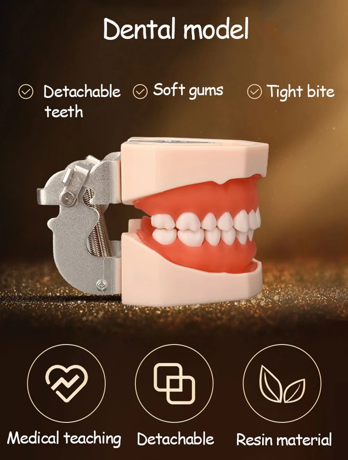 Modelo de Dientes Estándar Dental de Enseñanza con 28/32 Dientes de Resina Extraíbles