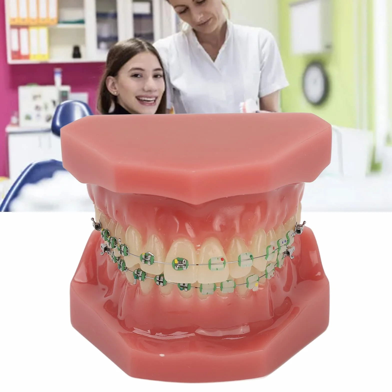 Modelo de Ortodoncia Profesional con Brackets Cerámicos y Metálicos para Enseñanza Odontológica
