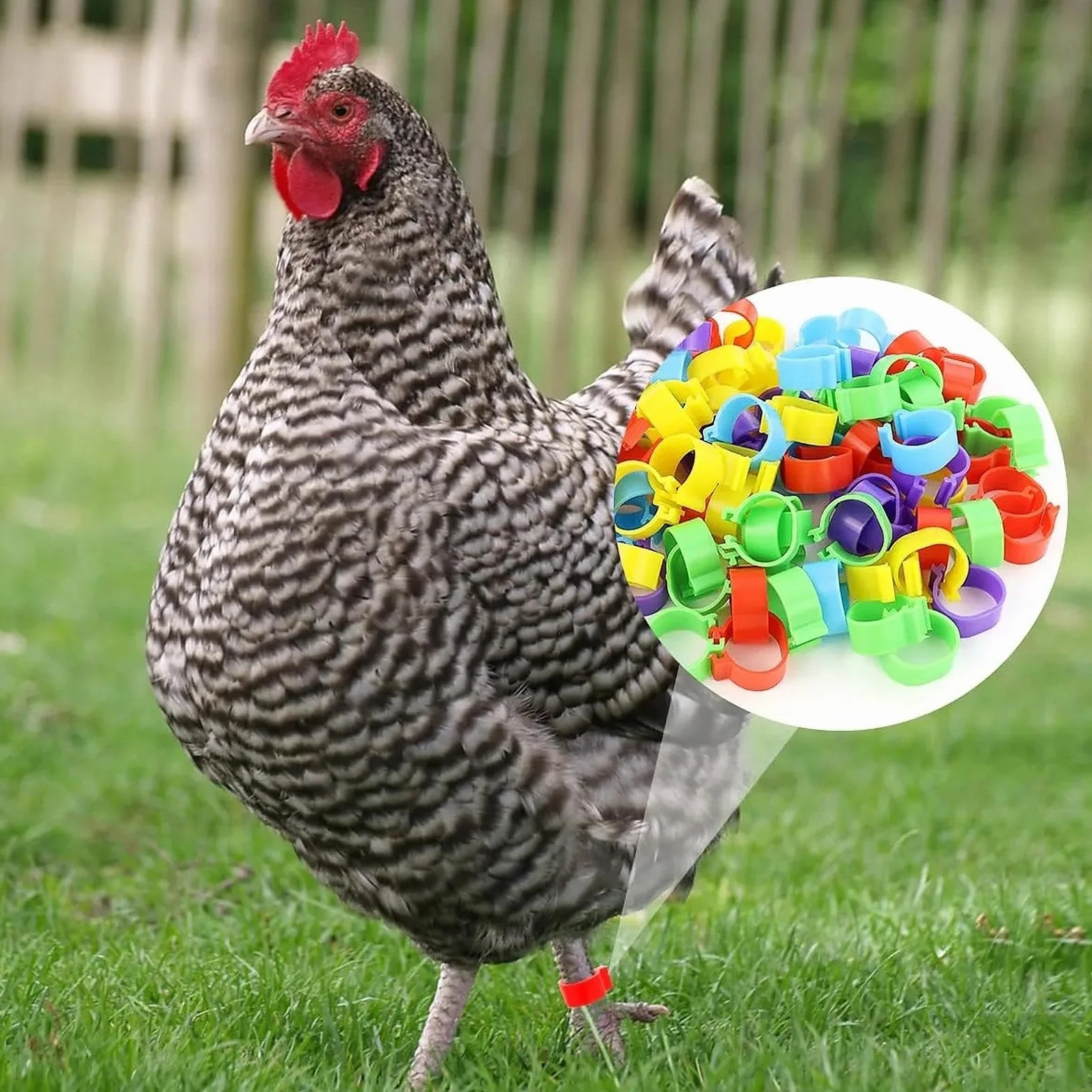 Anillas para Patas de Pollo 16mm - Anillas de Marcaje Transparentes para Gallinas, Gansos y Patos - Anillas Desmontables para Avicultura