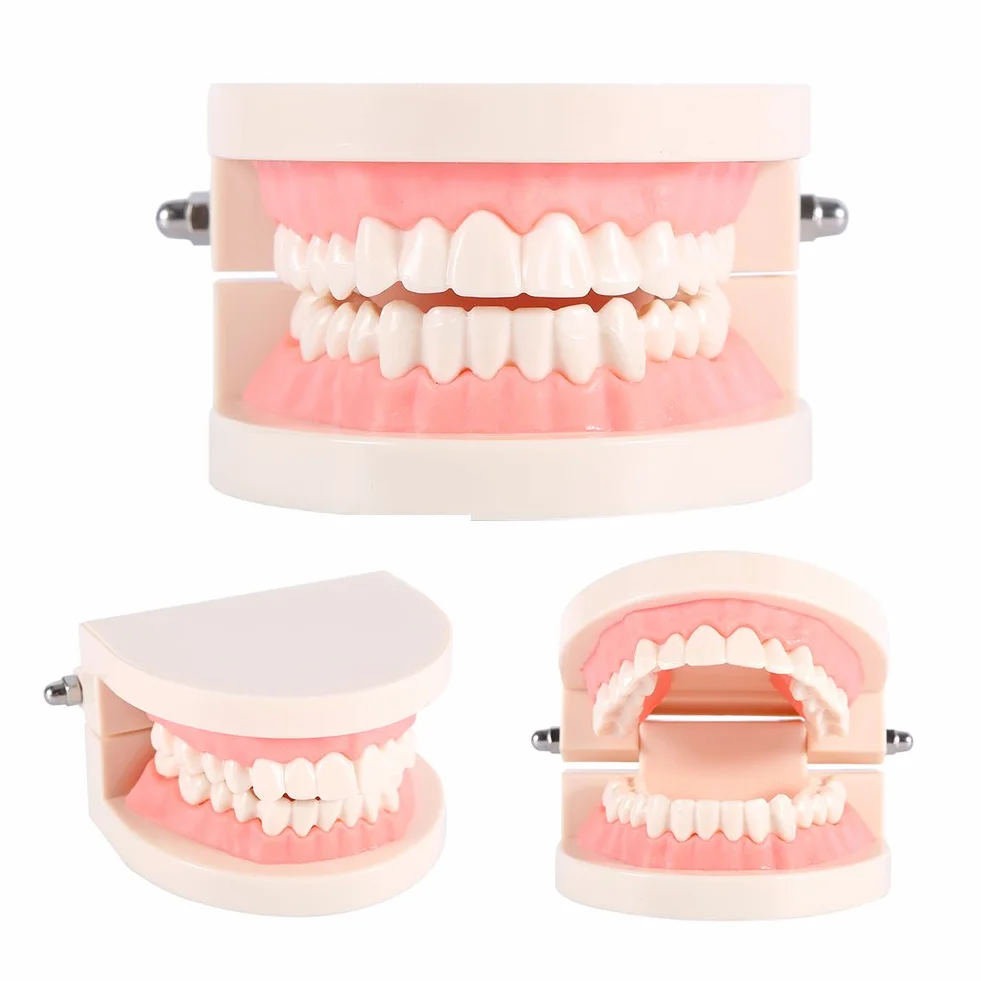 Modelo de Dientes Sanos 28 Dientes para Demostración de Cepillado